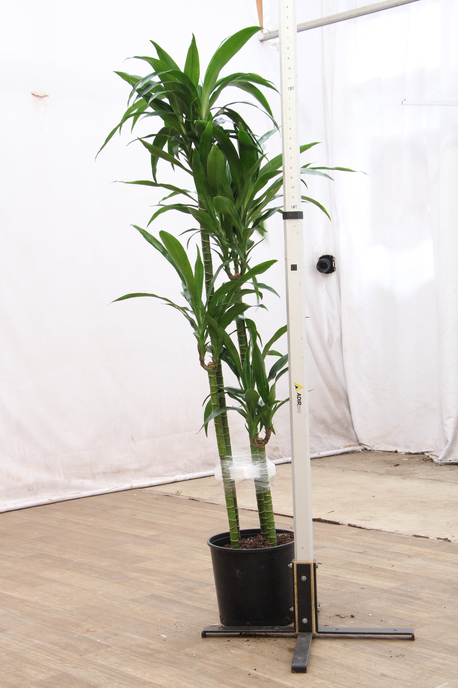 6' tall dracaena lisa Buy Large Lisa Cane Online | Large Indoor Plant