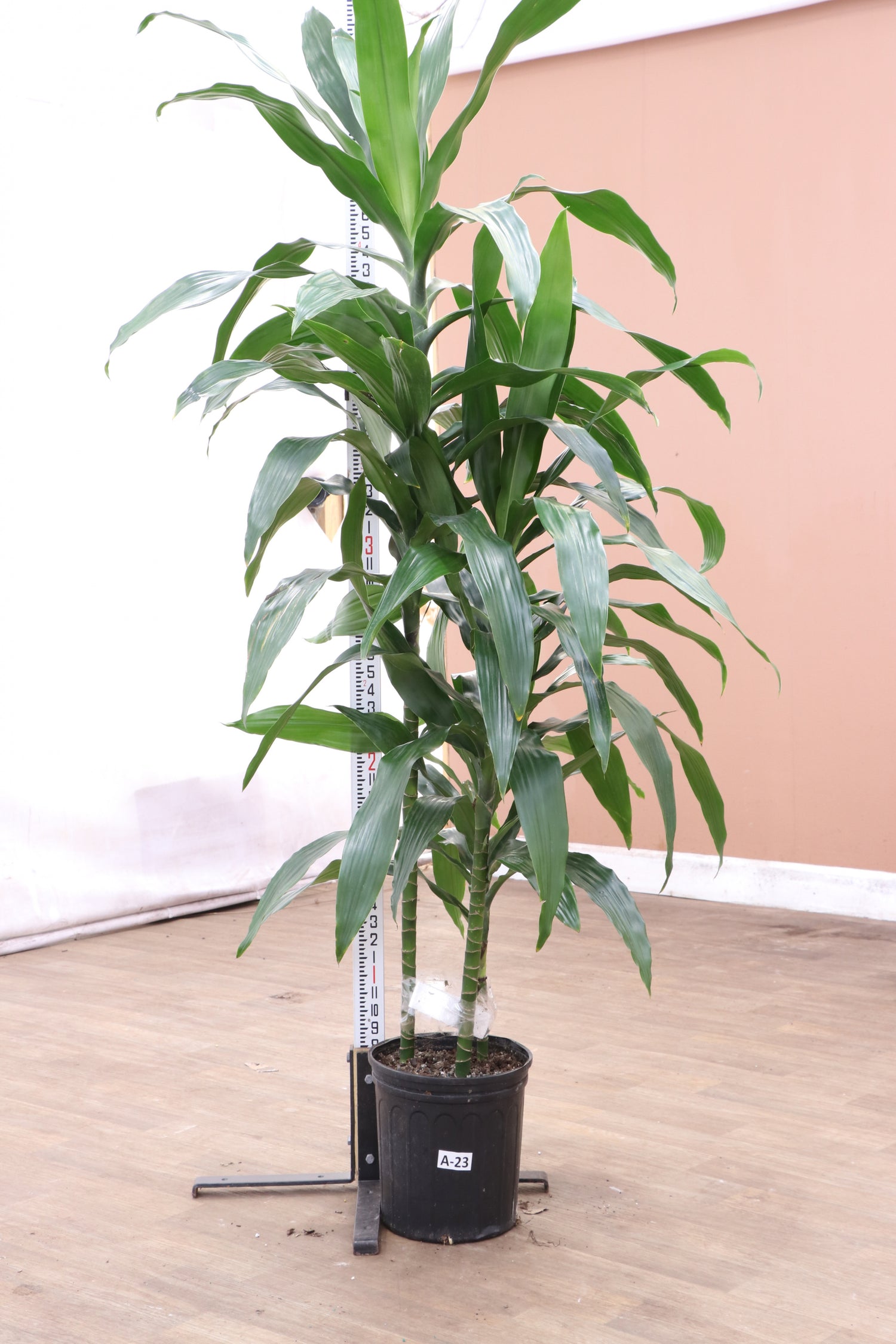 dracaena cane janet craig Large Dracaena 'Janet Craig' Cane