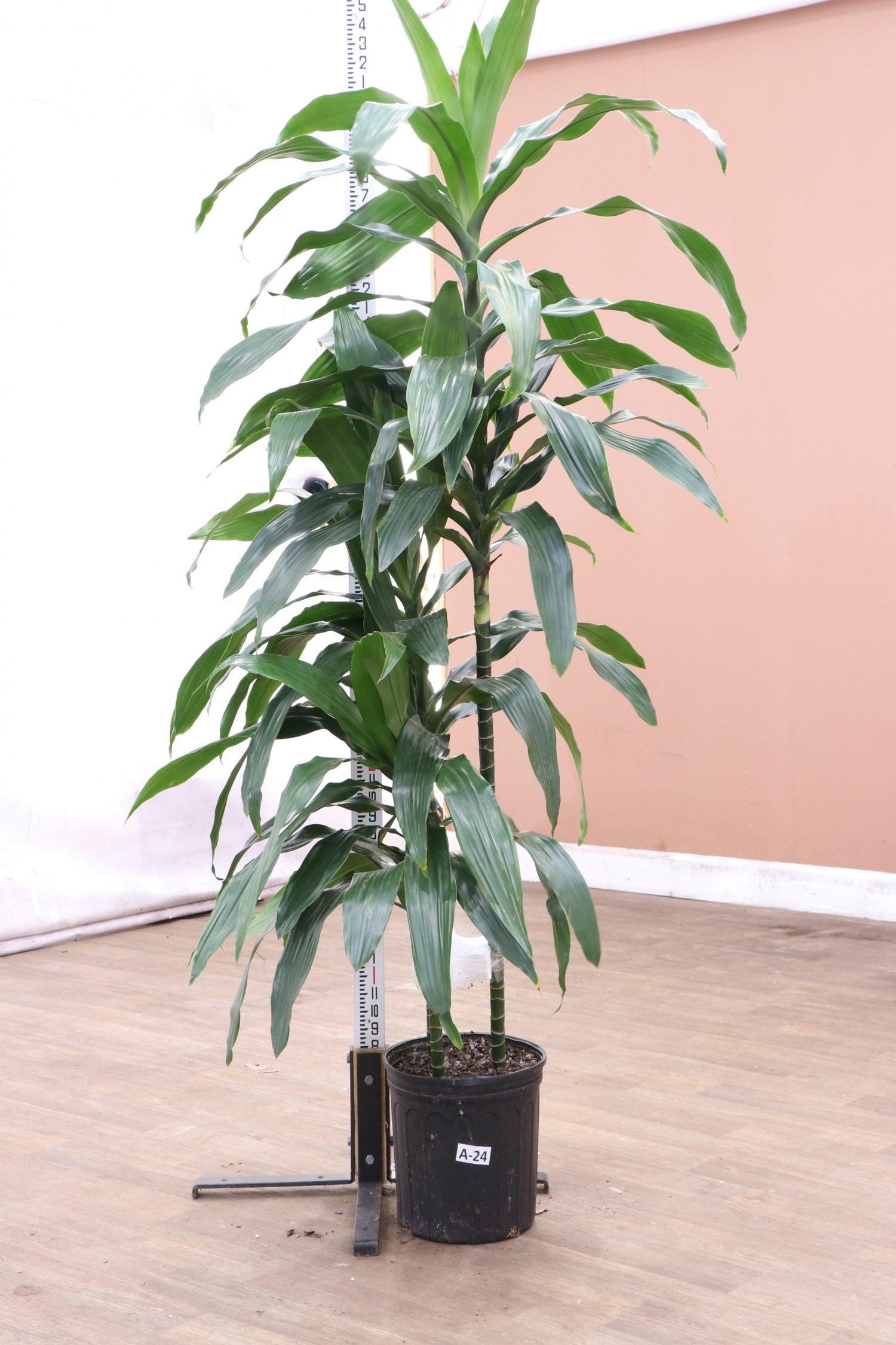 dracaena janet craig toxic Buy Dracaena 'Janet Craig' Cane Online | Large Indoor Plant