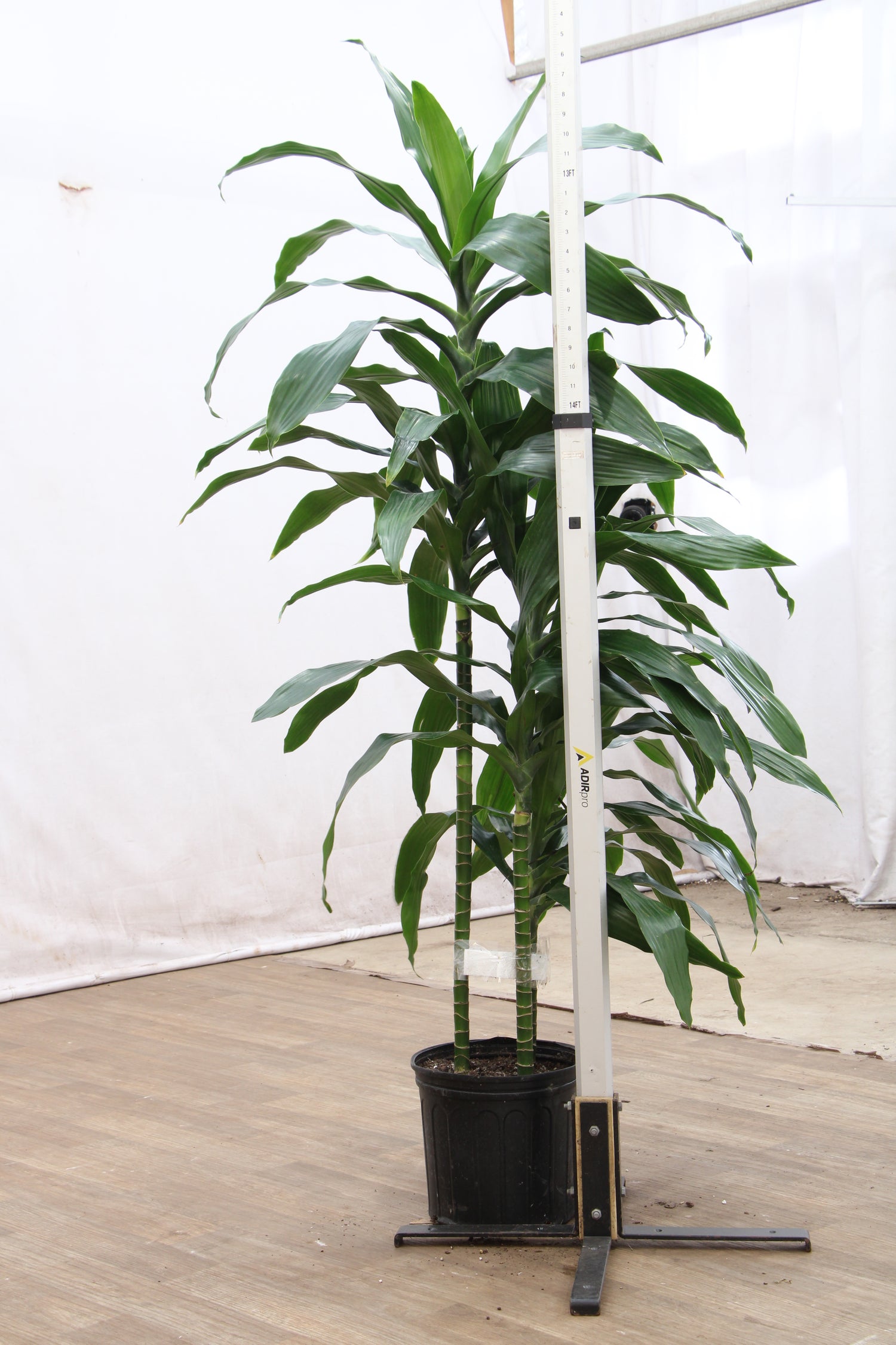 dracaena lisa vs janet craig Large Dracaena 'Janet Craig' Cane
