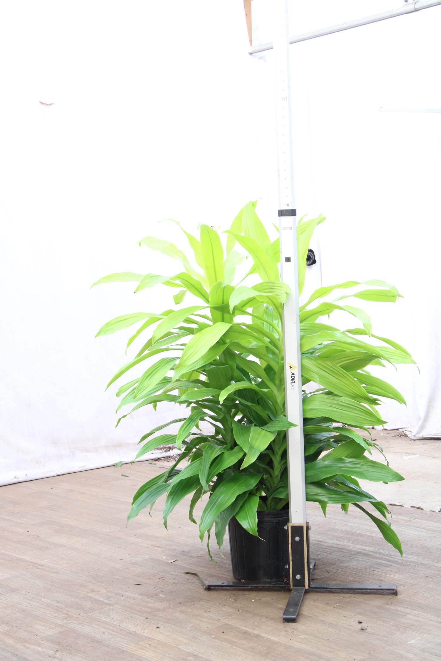 dracaena janet craig outdoors Large Dracaena Janet Craig 'Limelight'