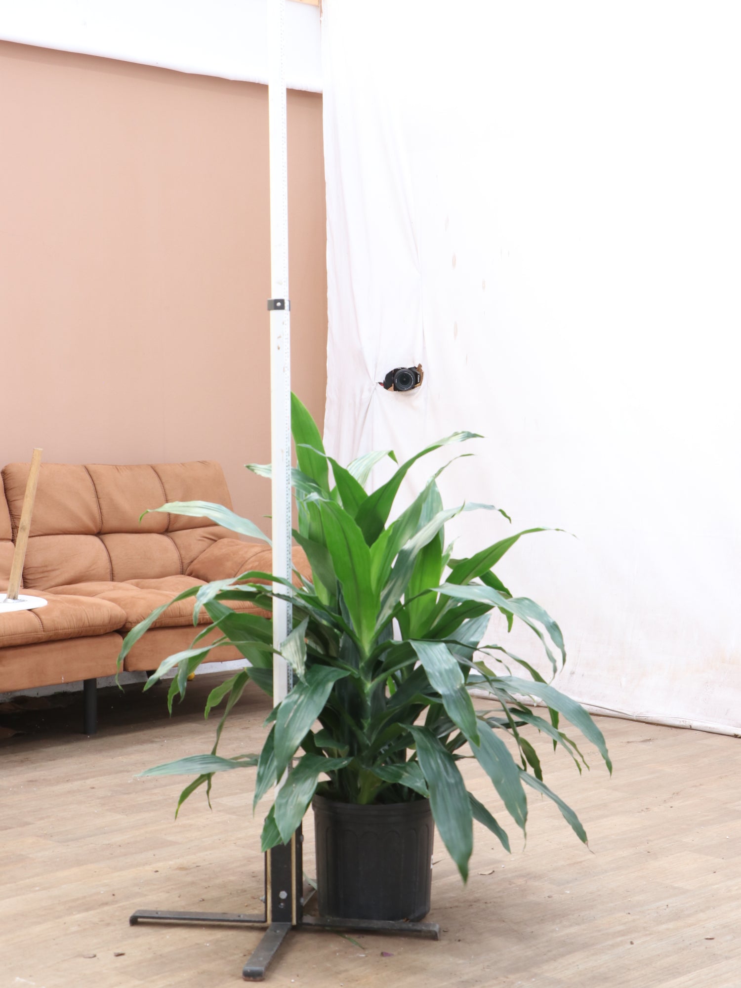 dracaena shade Buy Dracaena 'Janet Craig' (Bush) Online | Large Indoor Plant