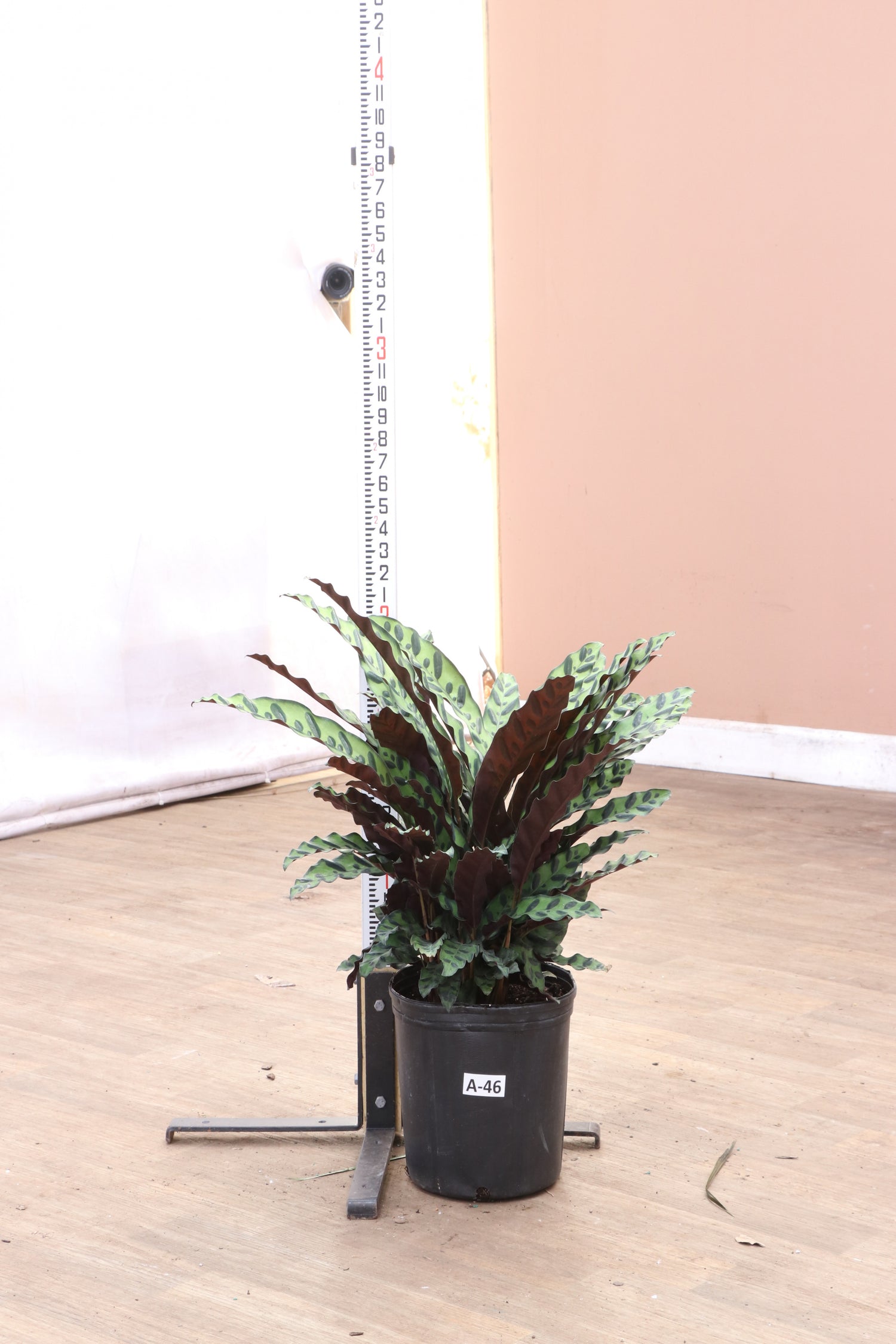 Large Calathea Rattlesnake