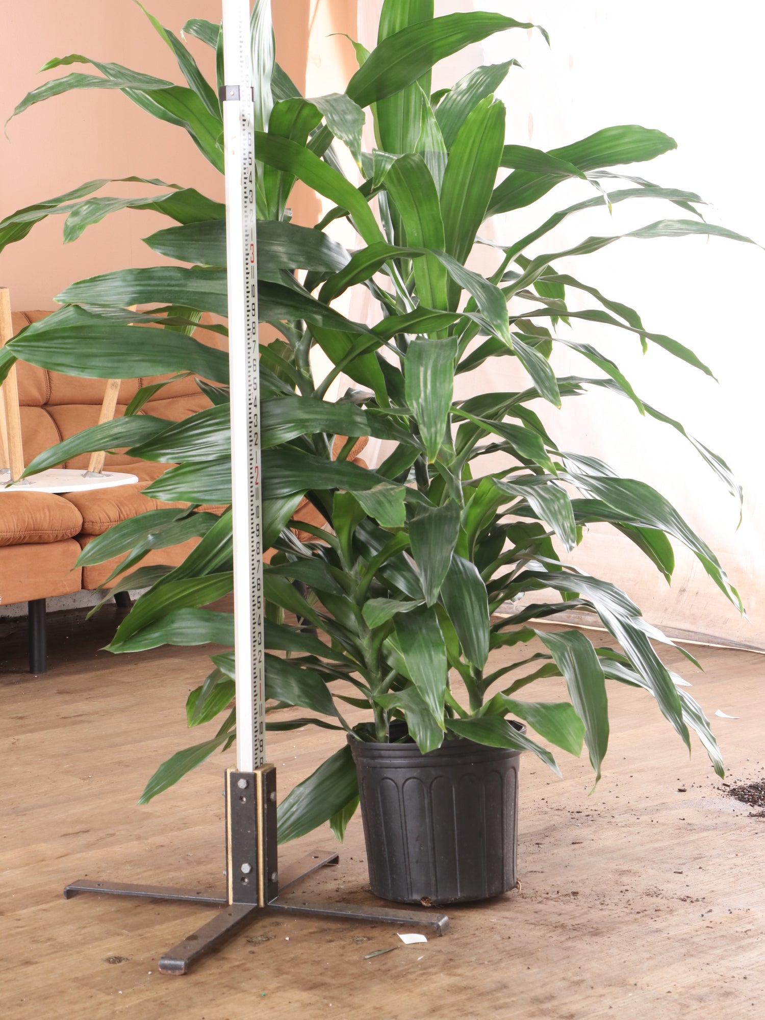 Large Dracaena ‘Janet Craig' (Bush)