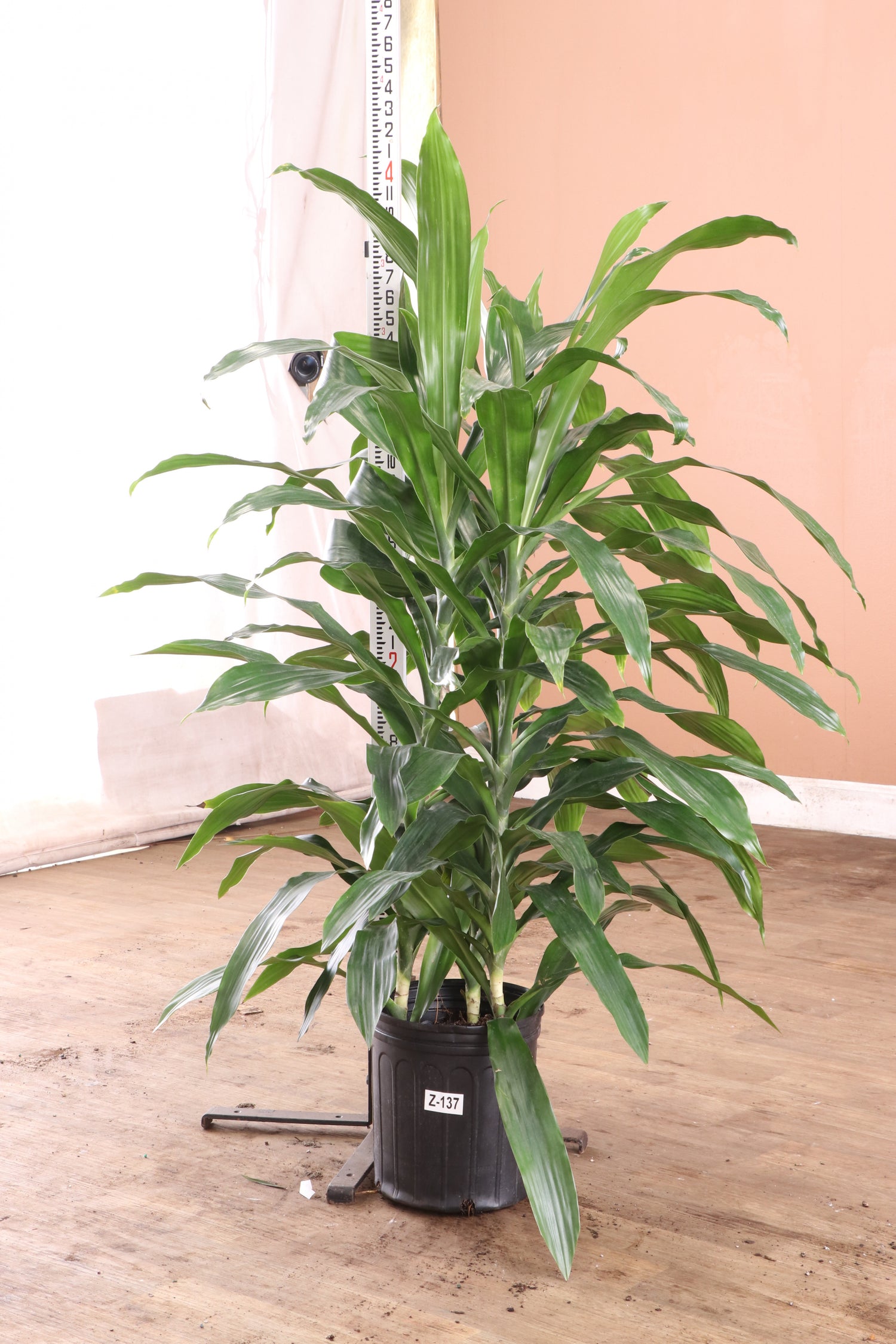 3-5 FT Dracaena 'Janet Craig' (Bush) – Dahing Plants