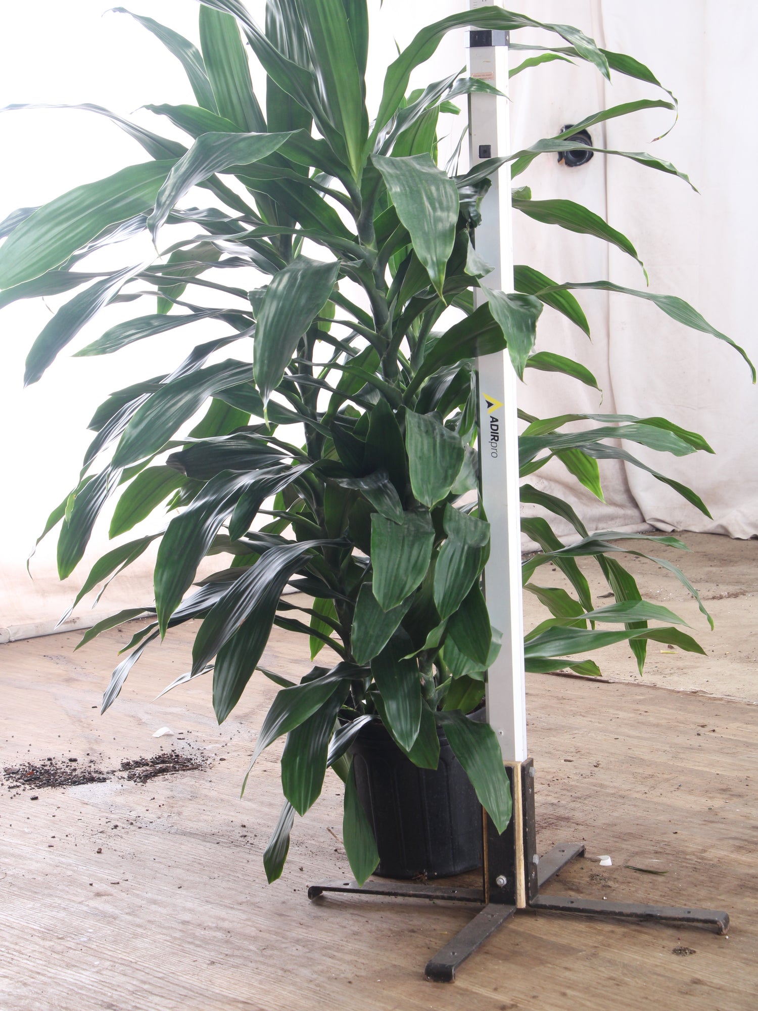 3-5 FT Dracaena 'Janet Craig' (Bush) – Dahing Plants
