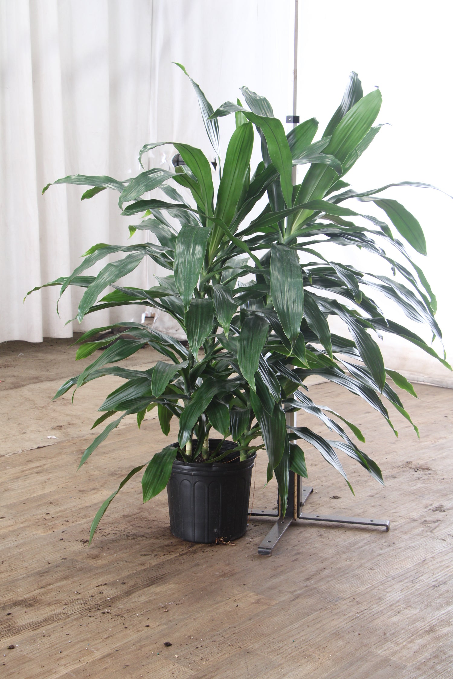 dracaena jenny craig 3-5 FT Dracaena 'Janet Craig' (Bush) – Dahing Plants