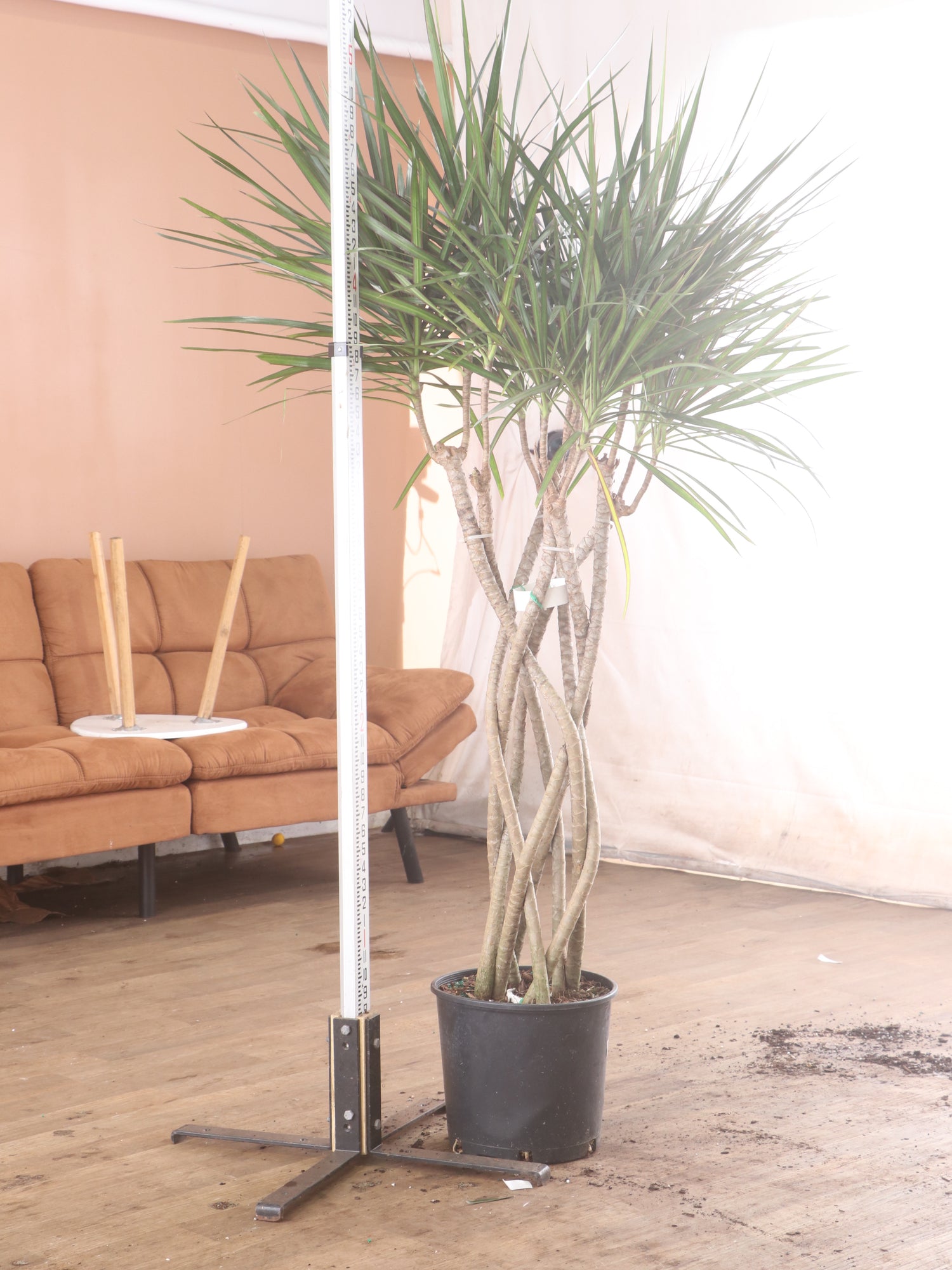 3-5 FT Dracaena Marginata – Dahing Plants