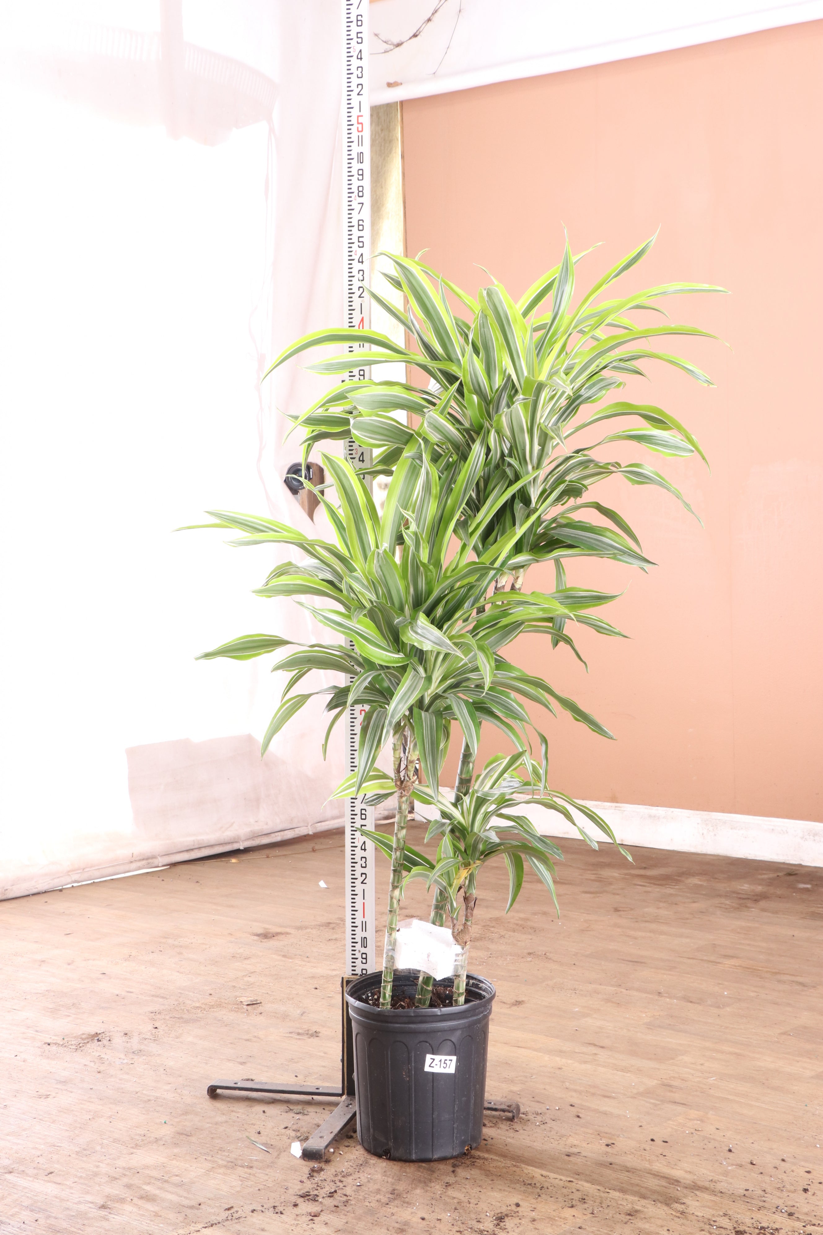 Buy Dracaena 'Warneckii' Cane Online | Large Indoor Plant | Dahing