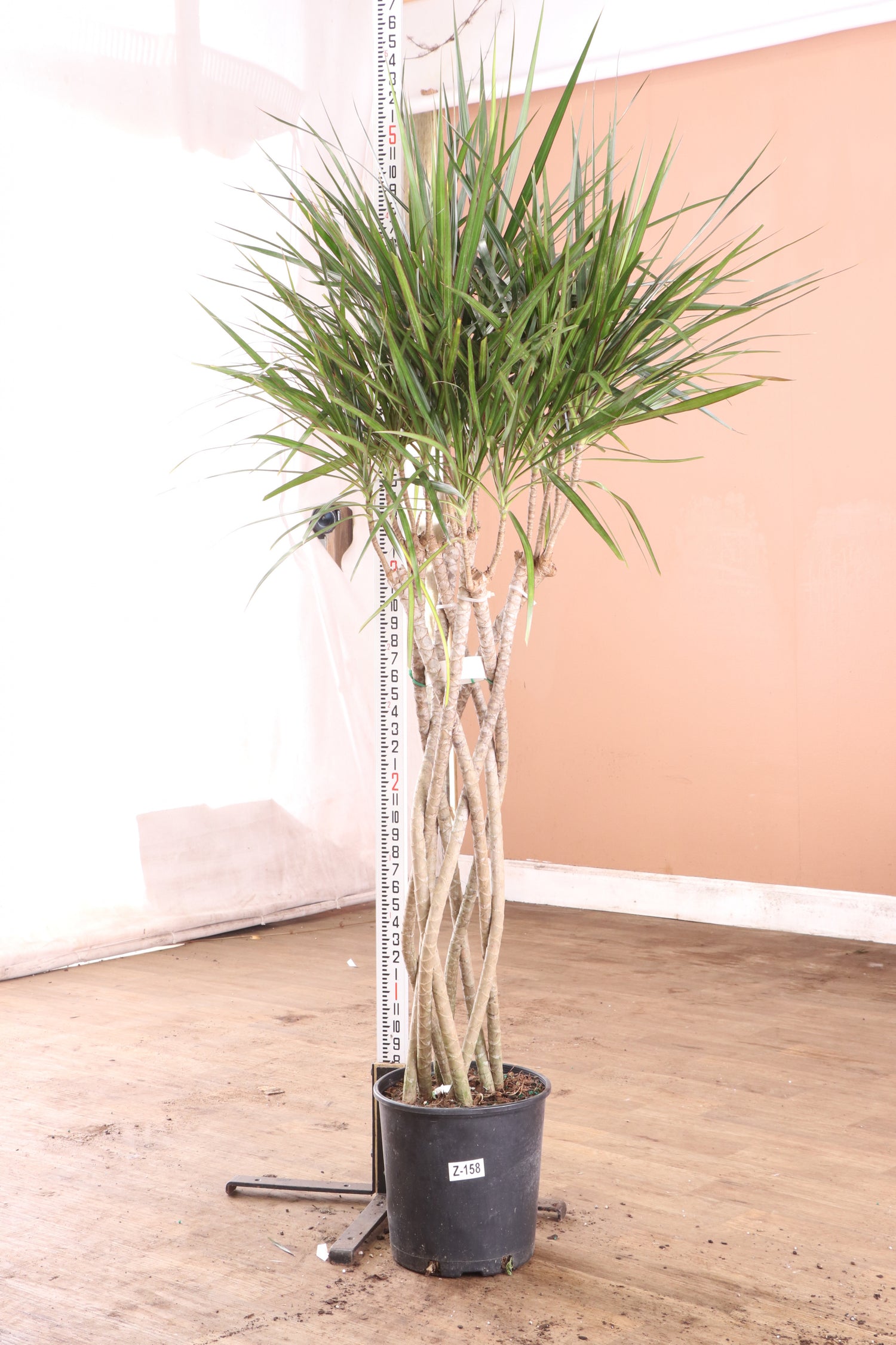 Large Dracaena Marginata