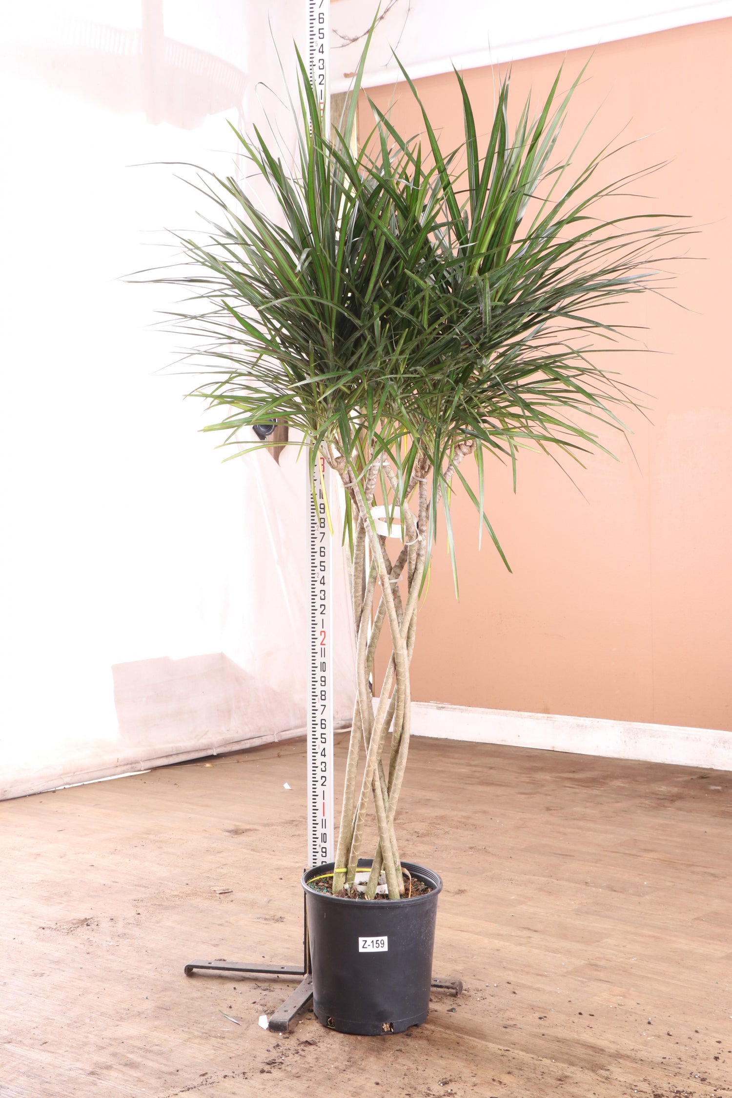 huge dracaena Buy Dracaena Marginata Online | Large Indoor Plant