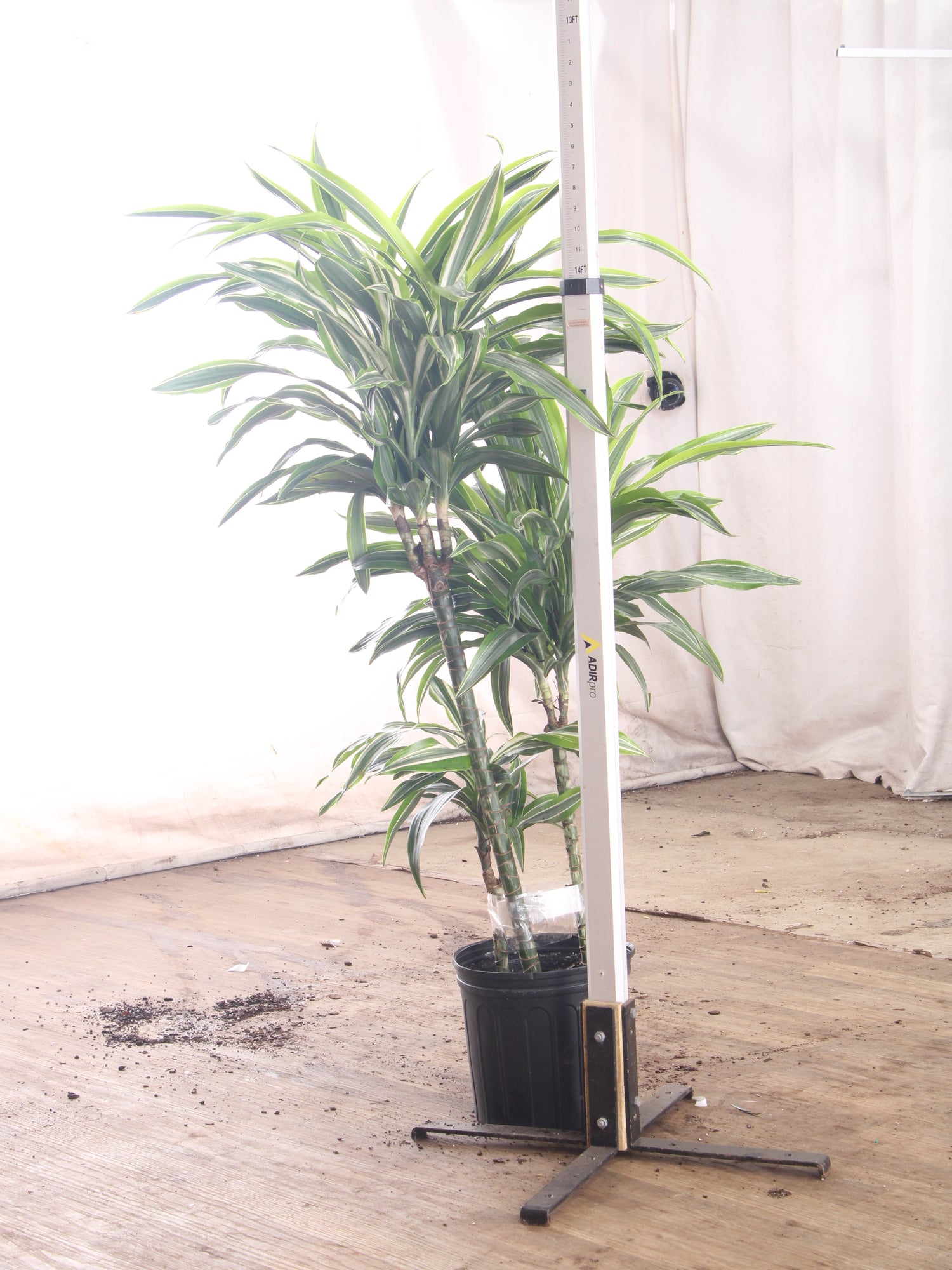 dracaena warneckii soil Large Dracaena 'Warneckii' Cane