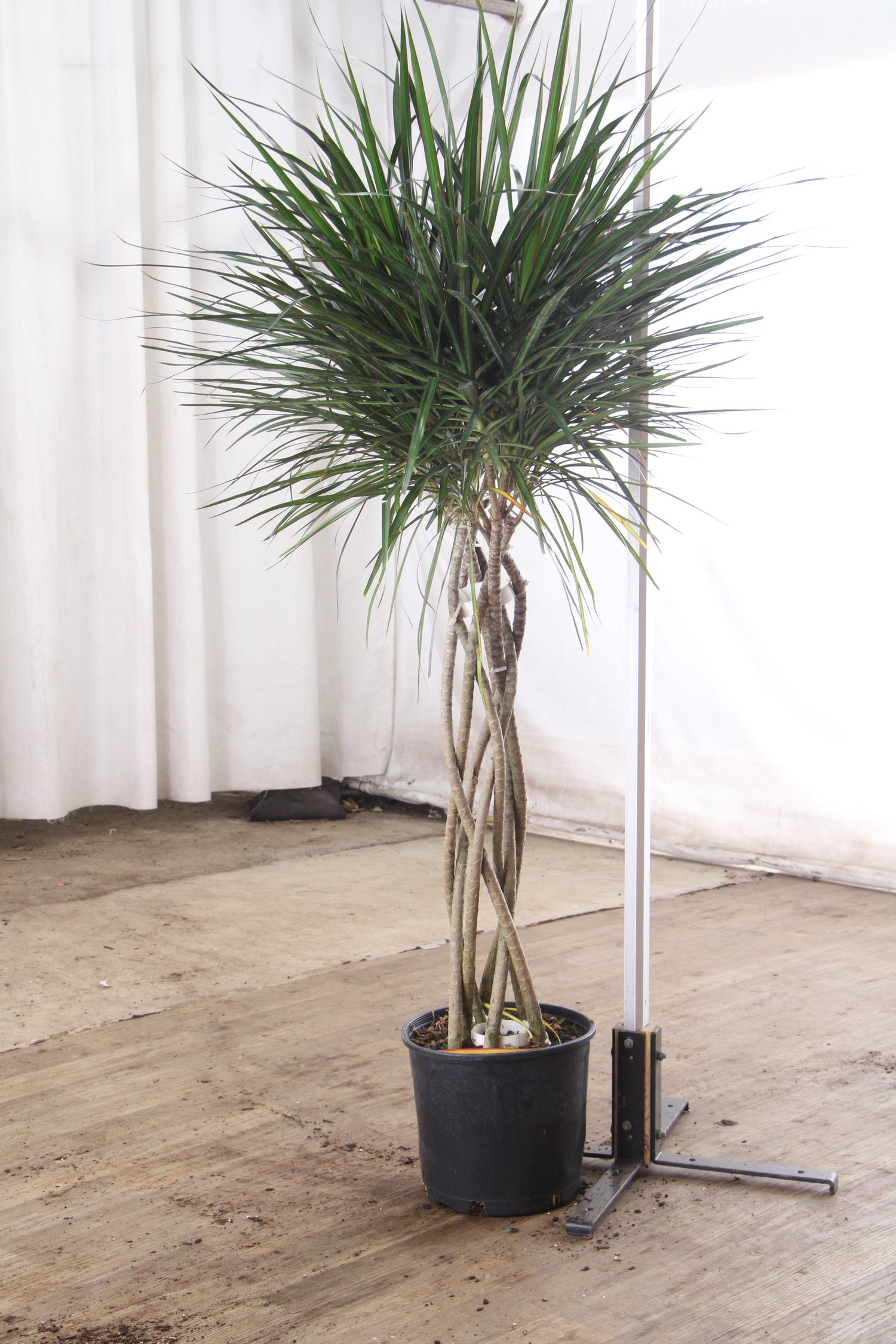 3-5 FT Dracaena Marginata – Dahing Plants