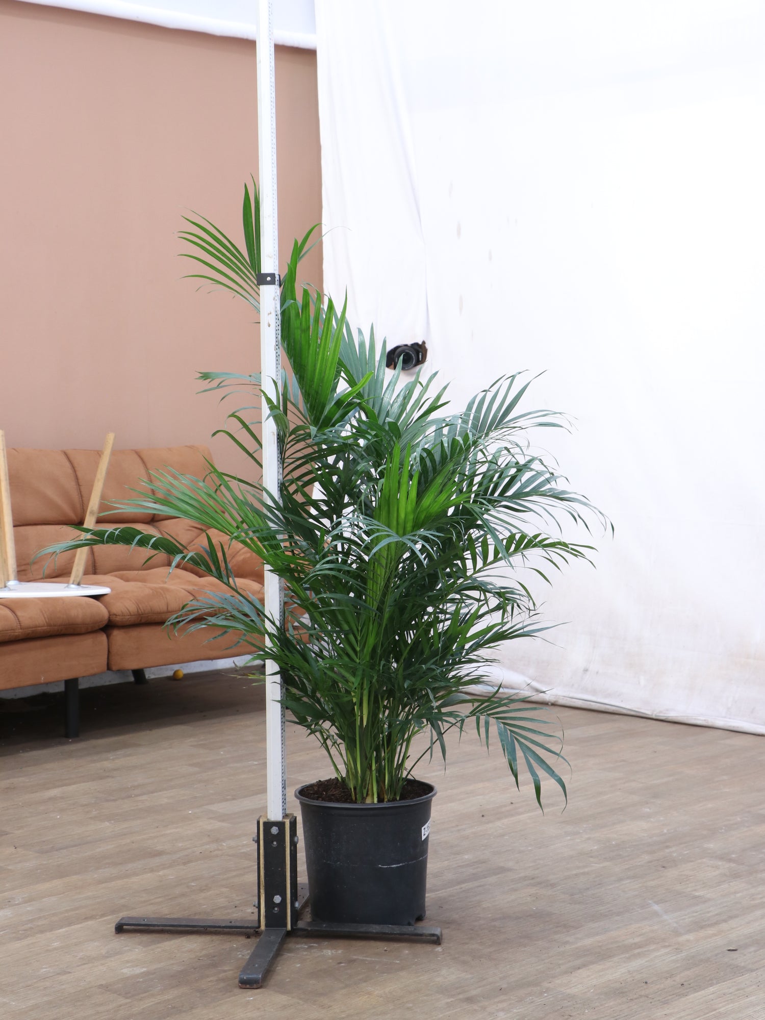 houseplant cat palm Buy Large Cat Palm Online | Indoor Palm