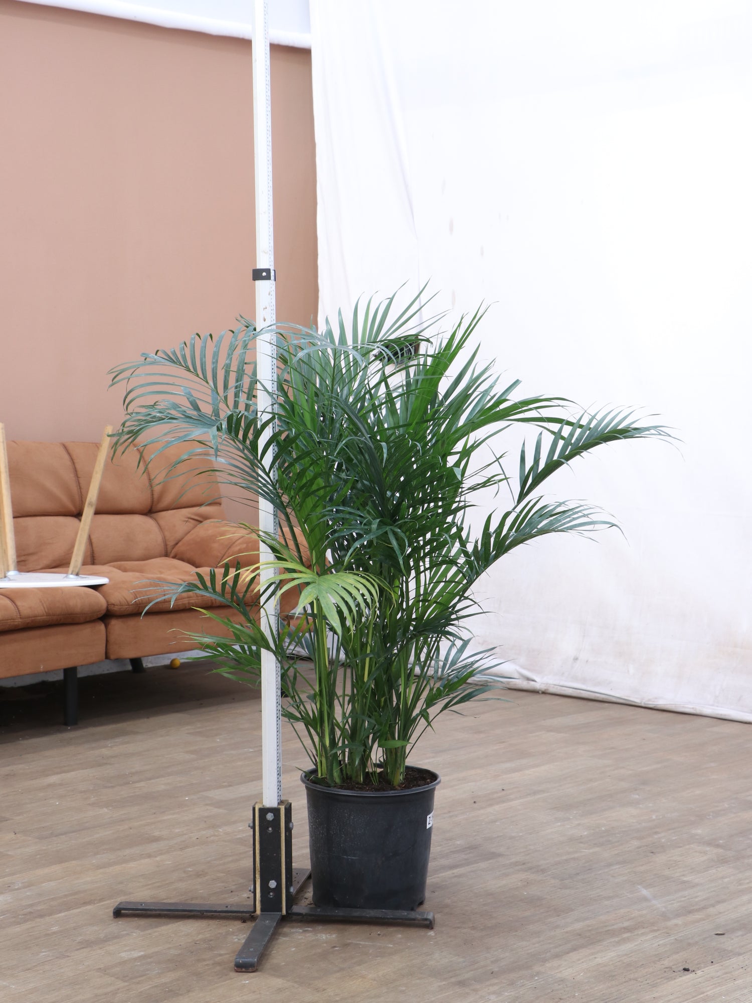 cat palm tree indoor Buy Large Cat Palm Online | Indoor Palm