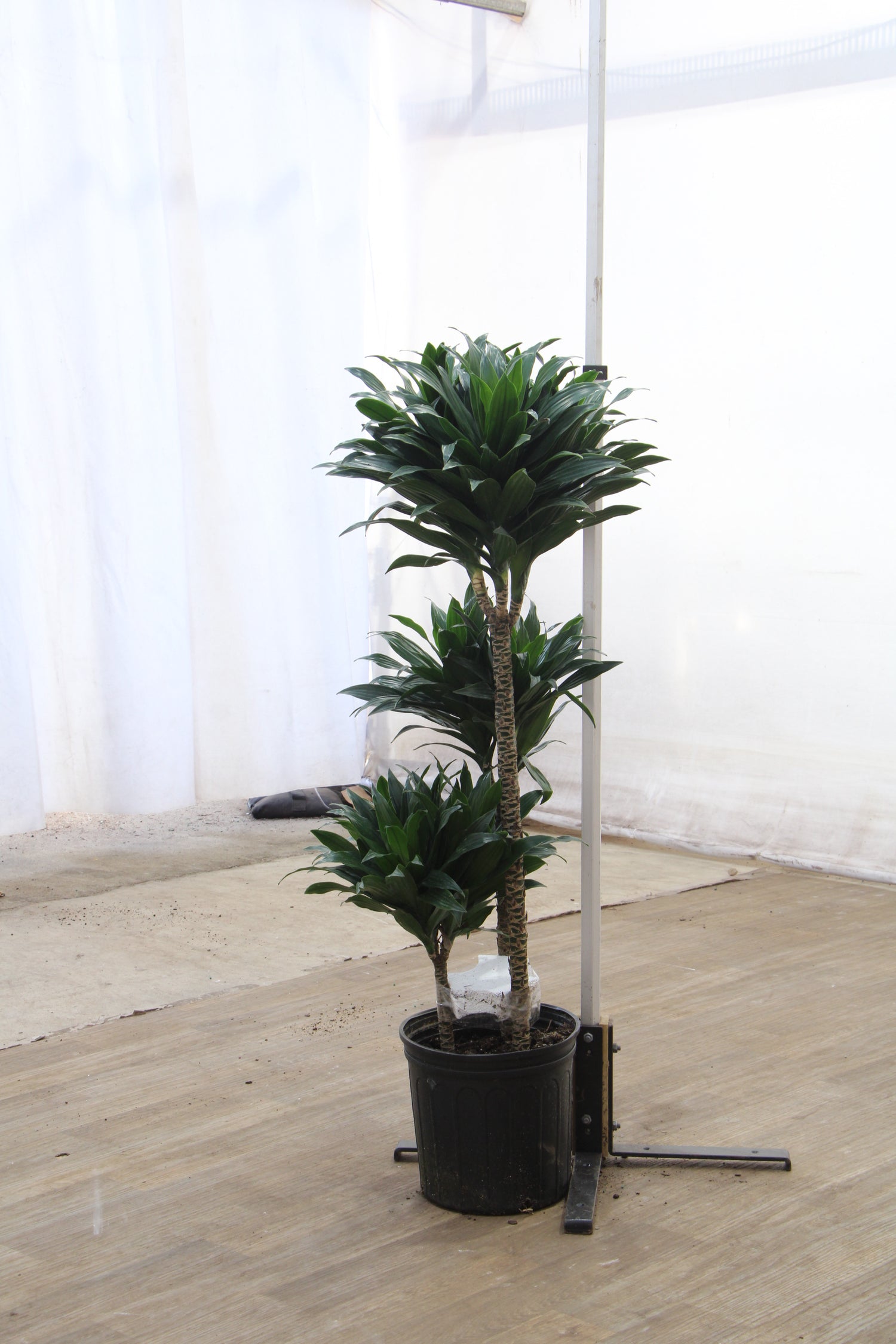 dracaena jc compacta Buy Dracaena 'Compacta' Online | Large Indoor Plant