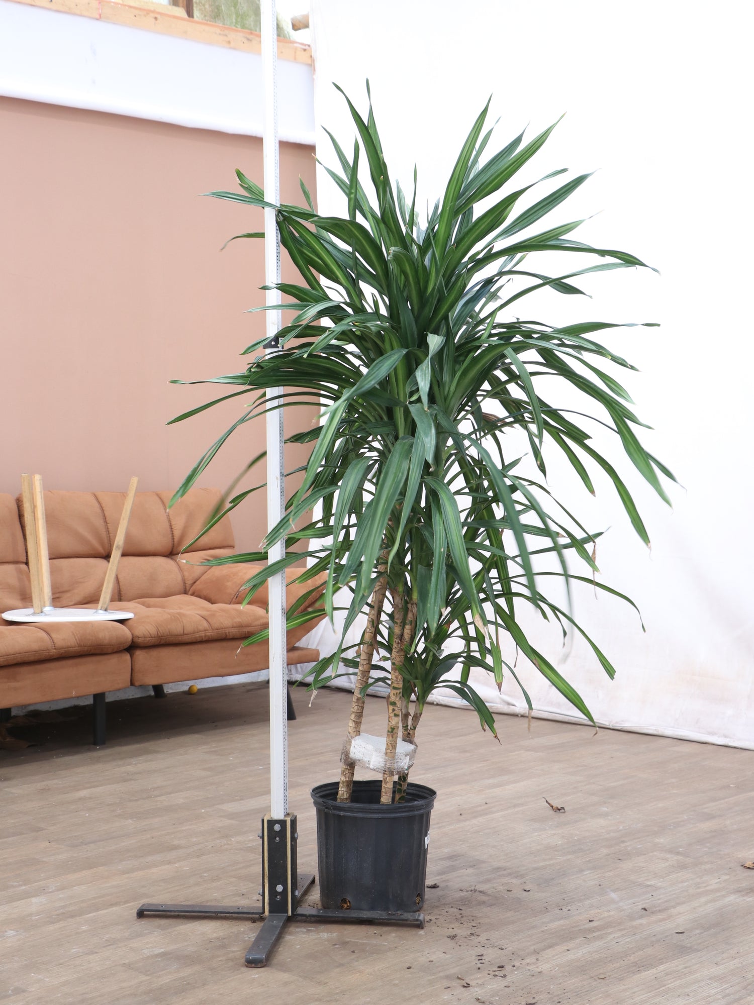 Large Dracaena Fragrans ‘Rikki’