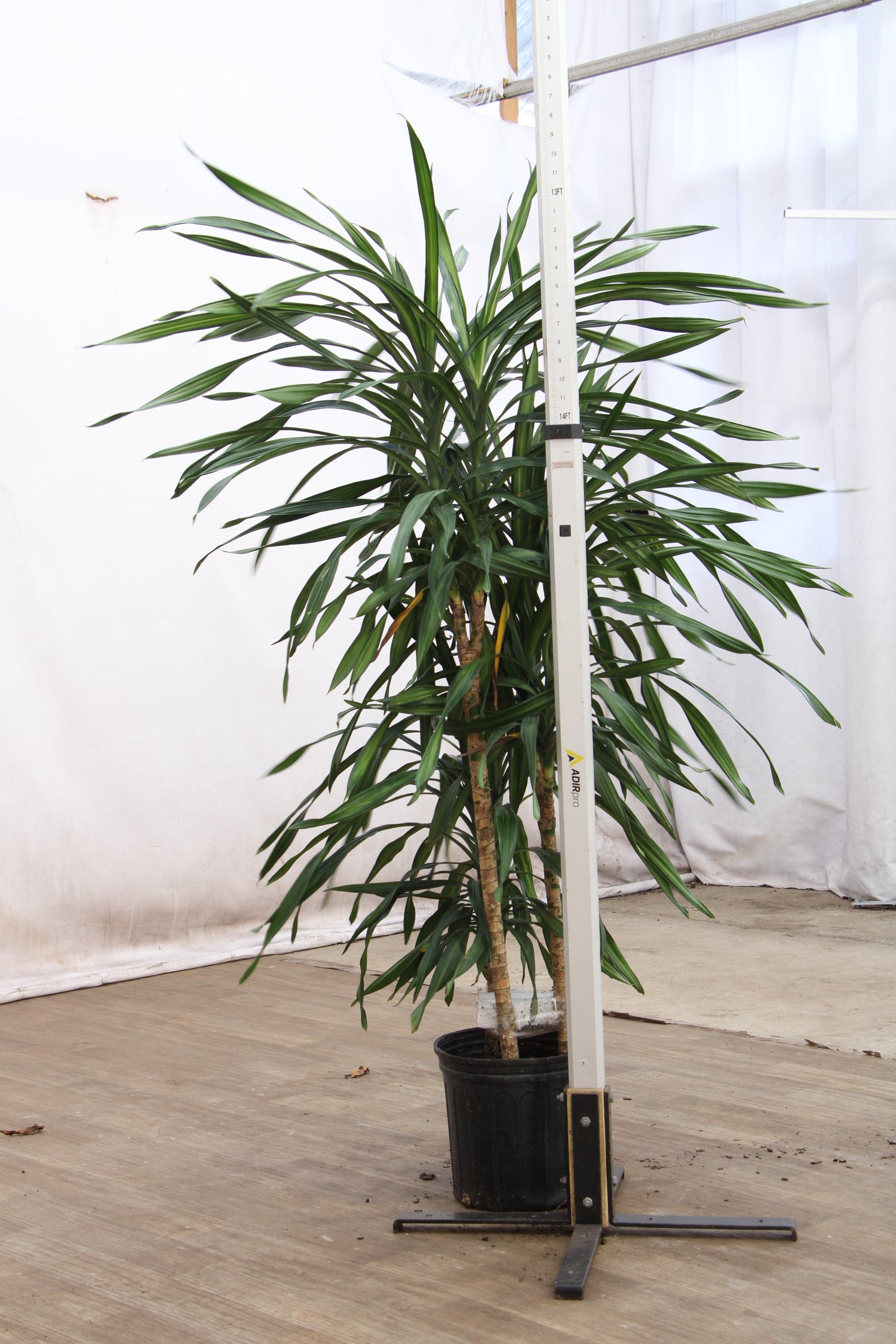 Large Dracaena Fragrans ‘Rikki’
