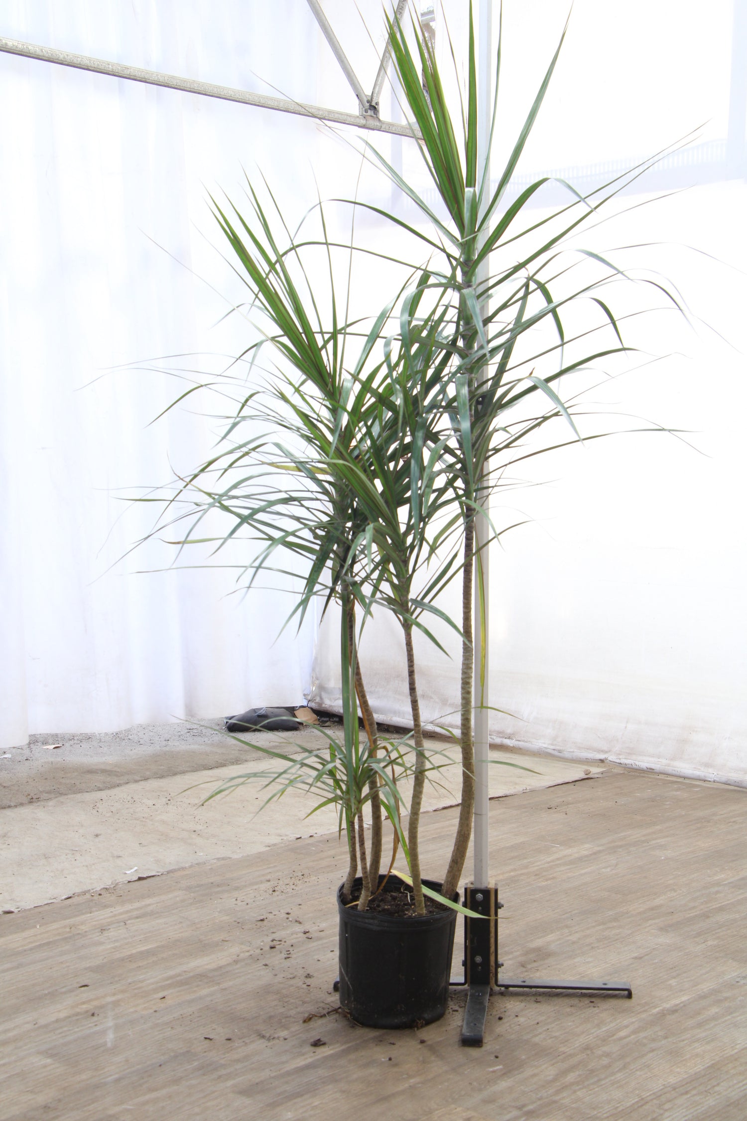 Large Dracaena Marginata