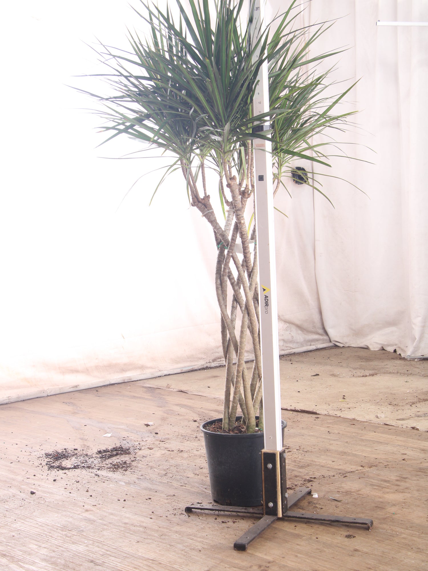 dracaena braids Large Dracaena Marginata (Braided)
