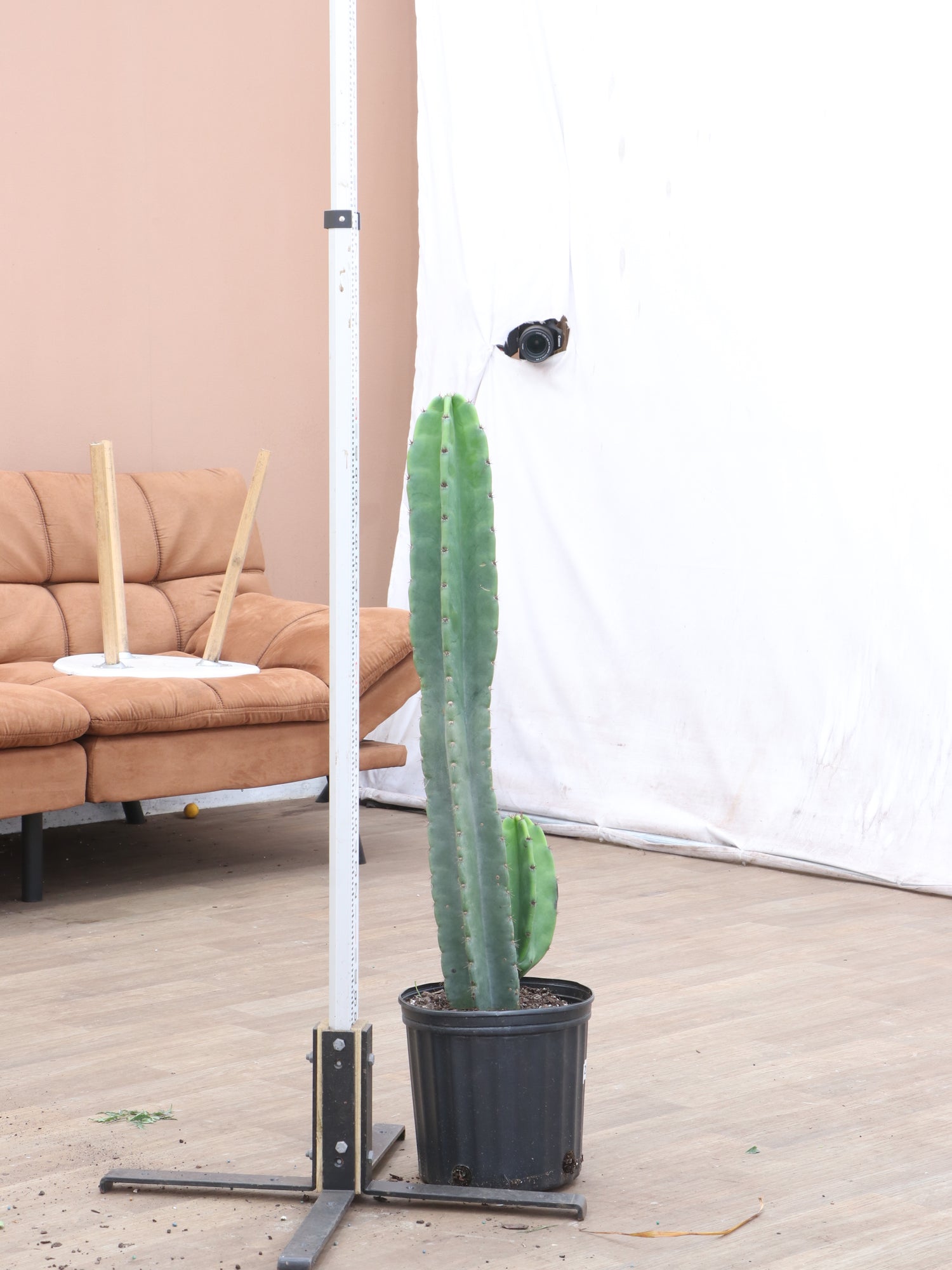 types of tall cactus 3-5 FT Peruvian Cactus (Single Stalk) – Dahing Plants