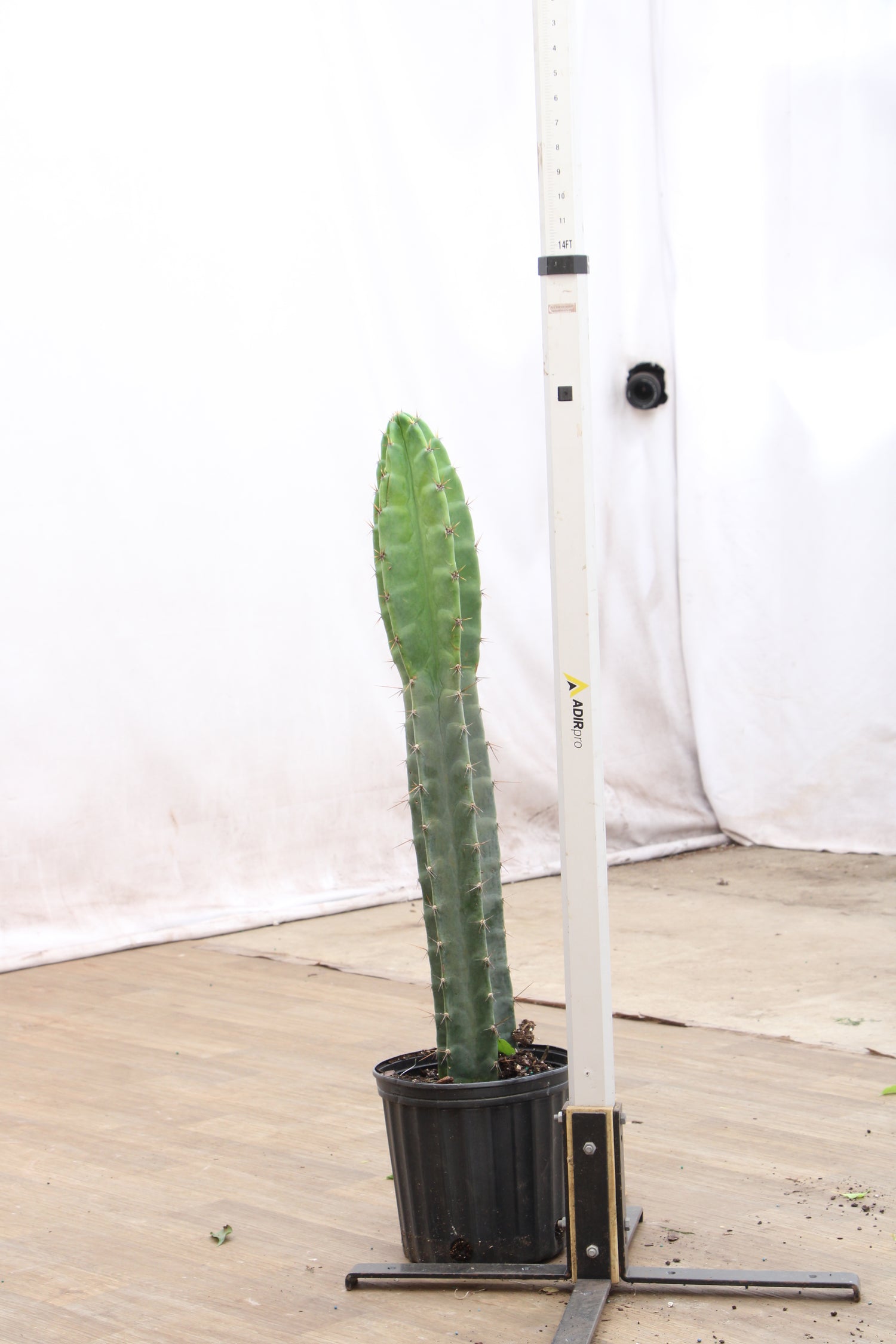 cooking san pedro cactus youtube Large Peruvian Cactus (Single Stalk)