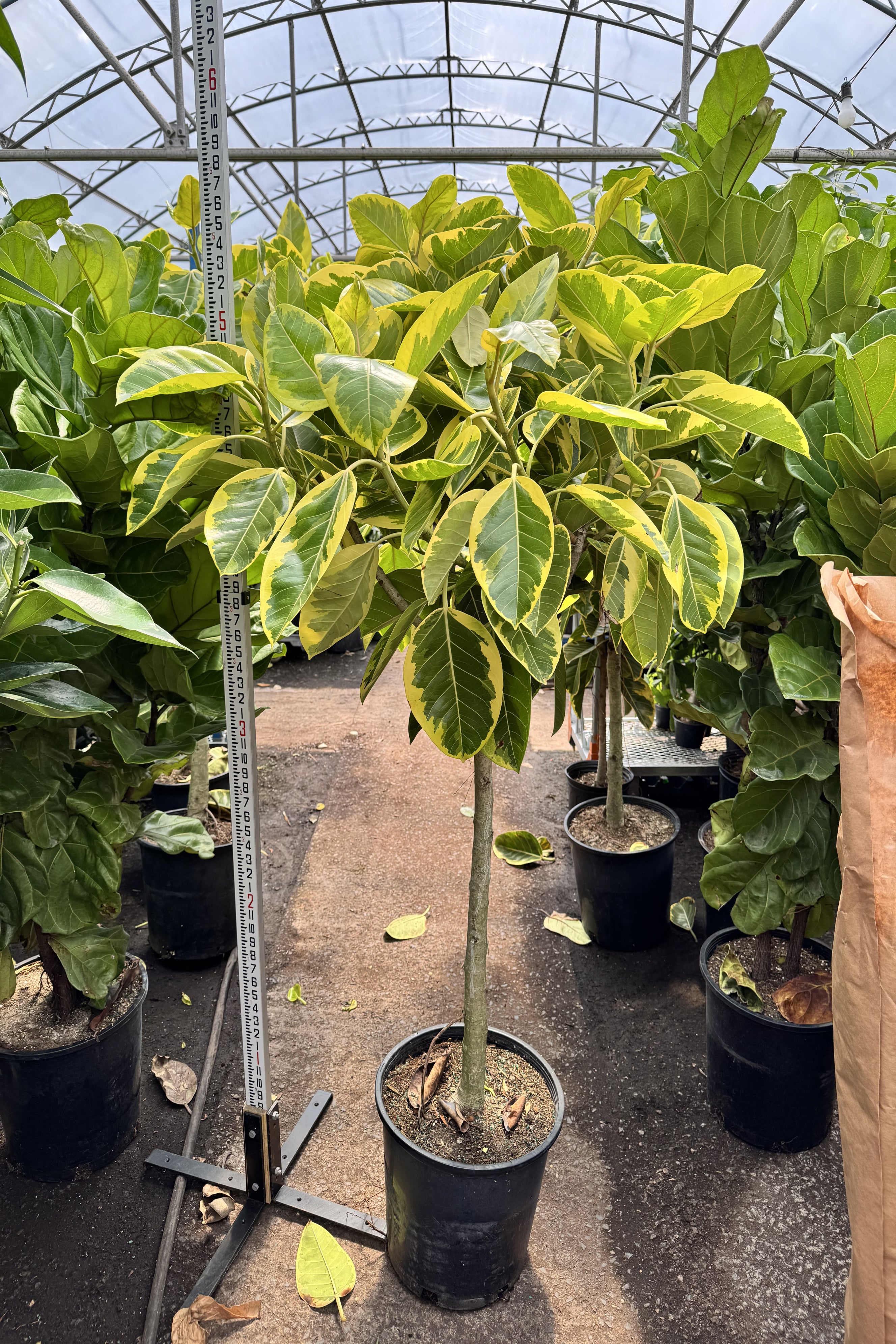 6-8ft Ficus Altissima Std – Dahing Plants