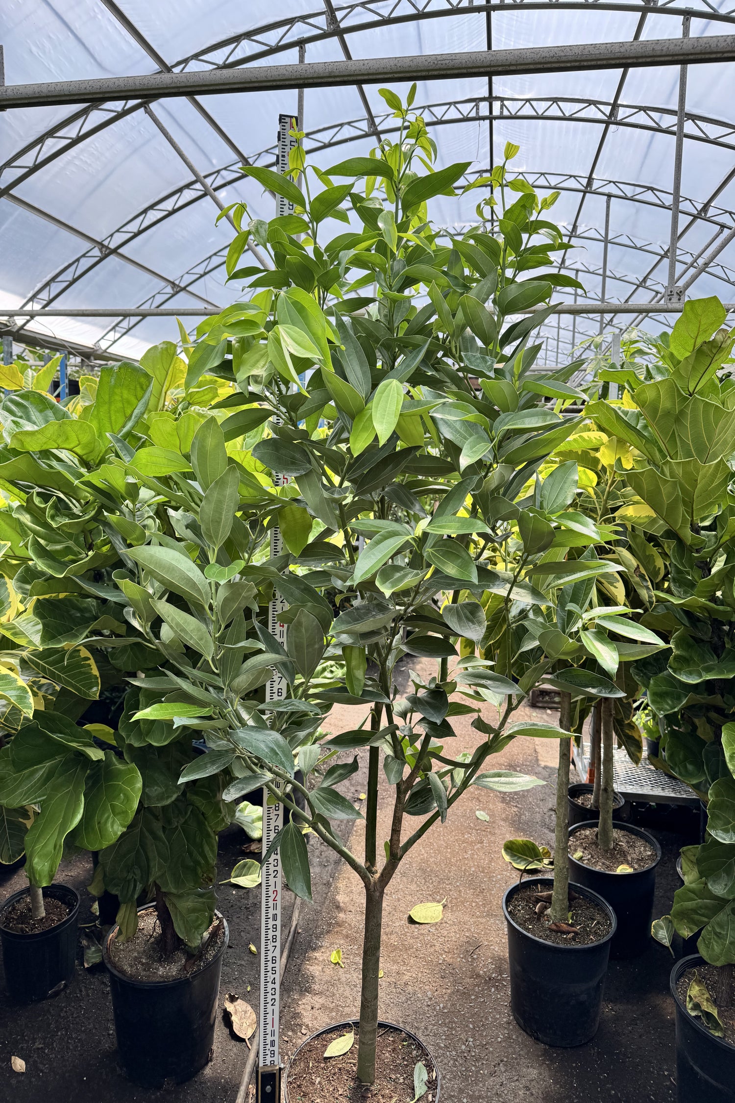 cinnamon tree indoor plant 6-8ft Cinnamon Plant – Dahing Plants