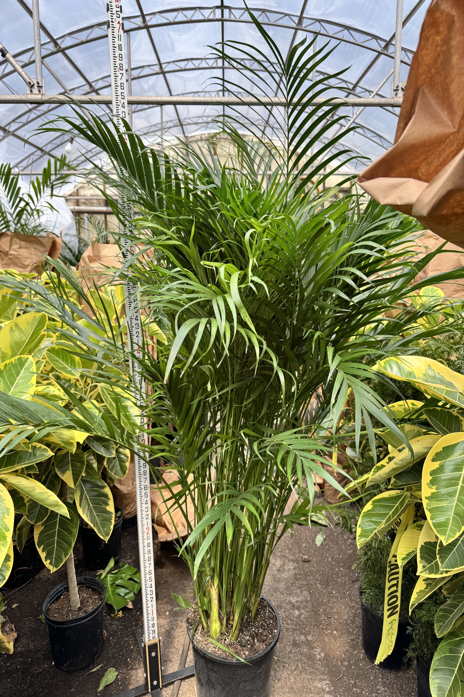 palm tree indoor house plant 6-8ft Cat Palm – Dahing Plants