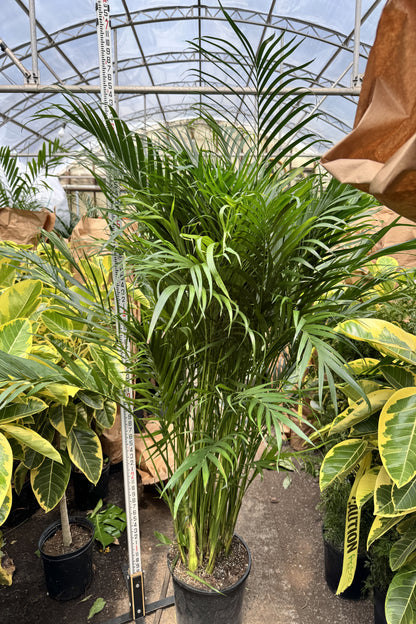 6-8ft Cat Palm – Dahing Plants