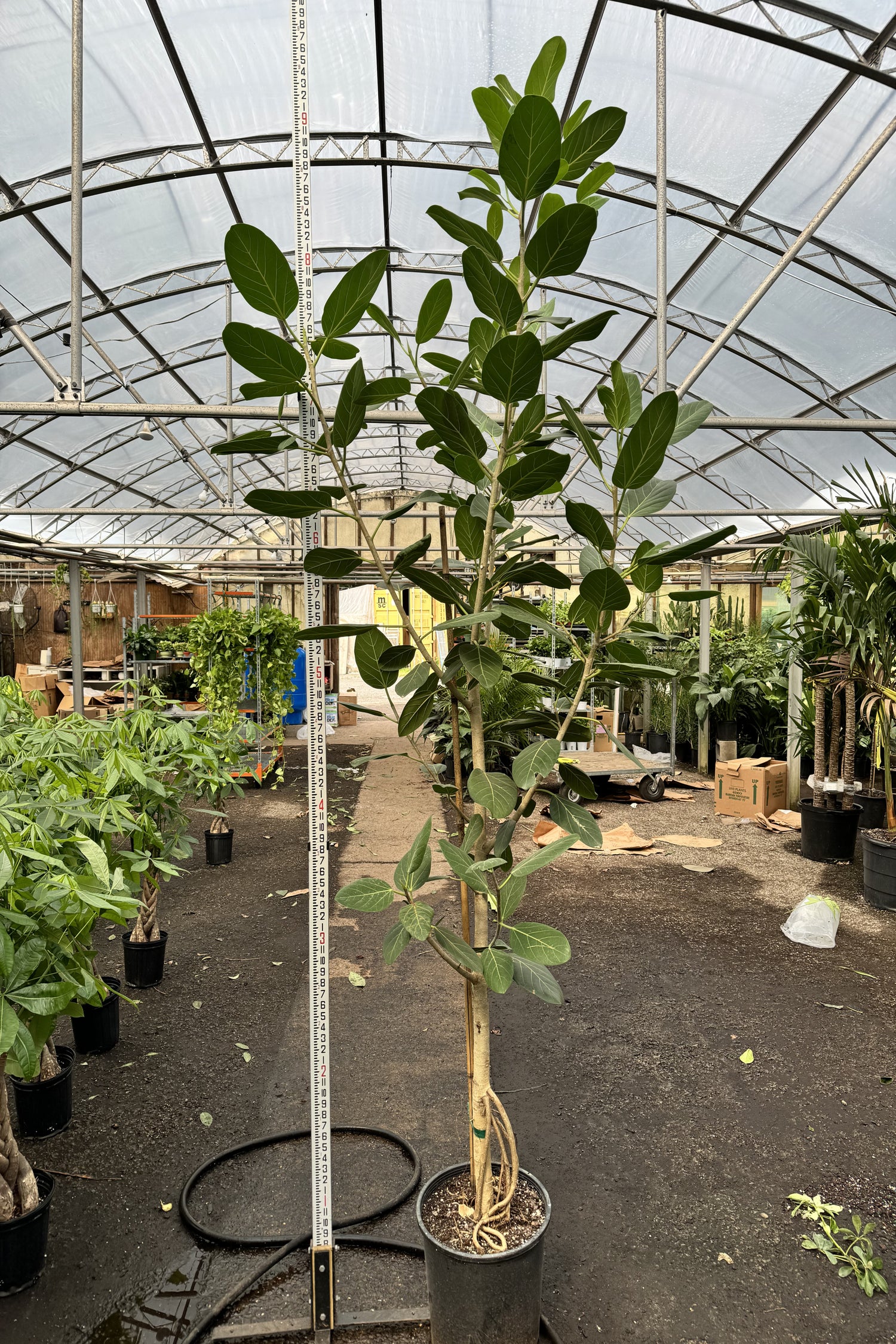 faux audrey ficus tree Buy Huge Audrey Ficus Online | Rare Indoor Plant