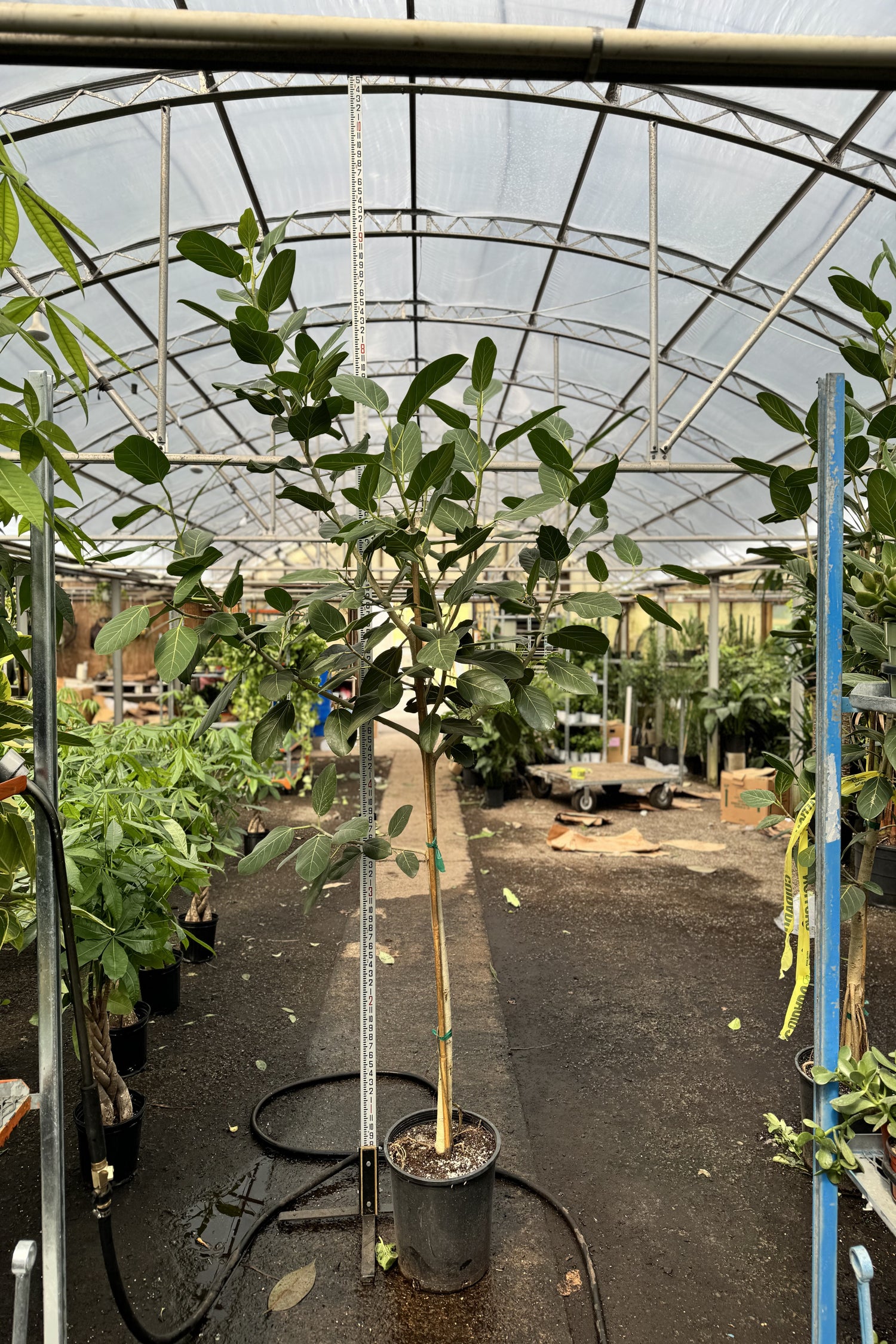 ficus audrey for sale Buy Huge Audrey Ficus Online | Rare Indoor Plant