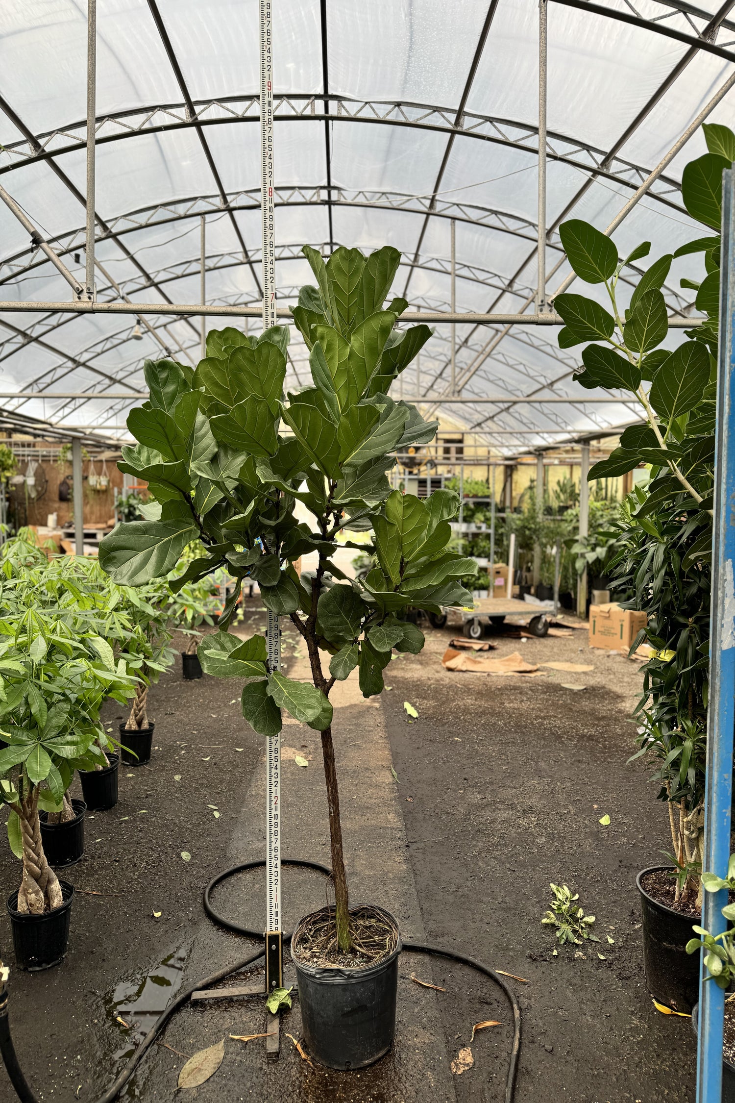 8 foot fiddle leaf fig tree real 6-8ft Fiddle Leaf Fig