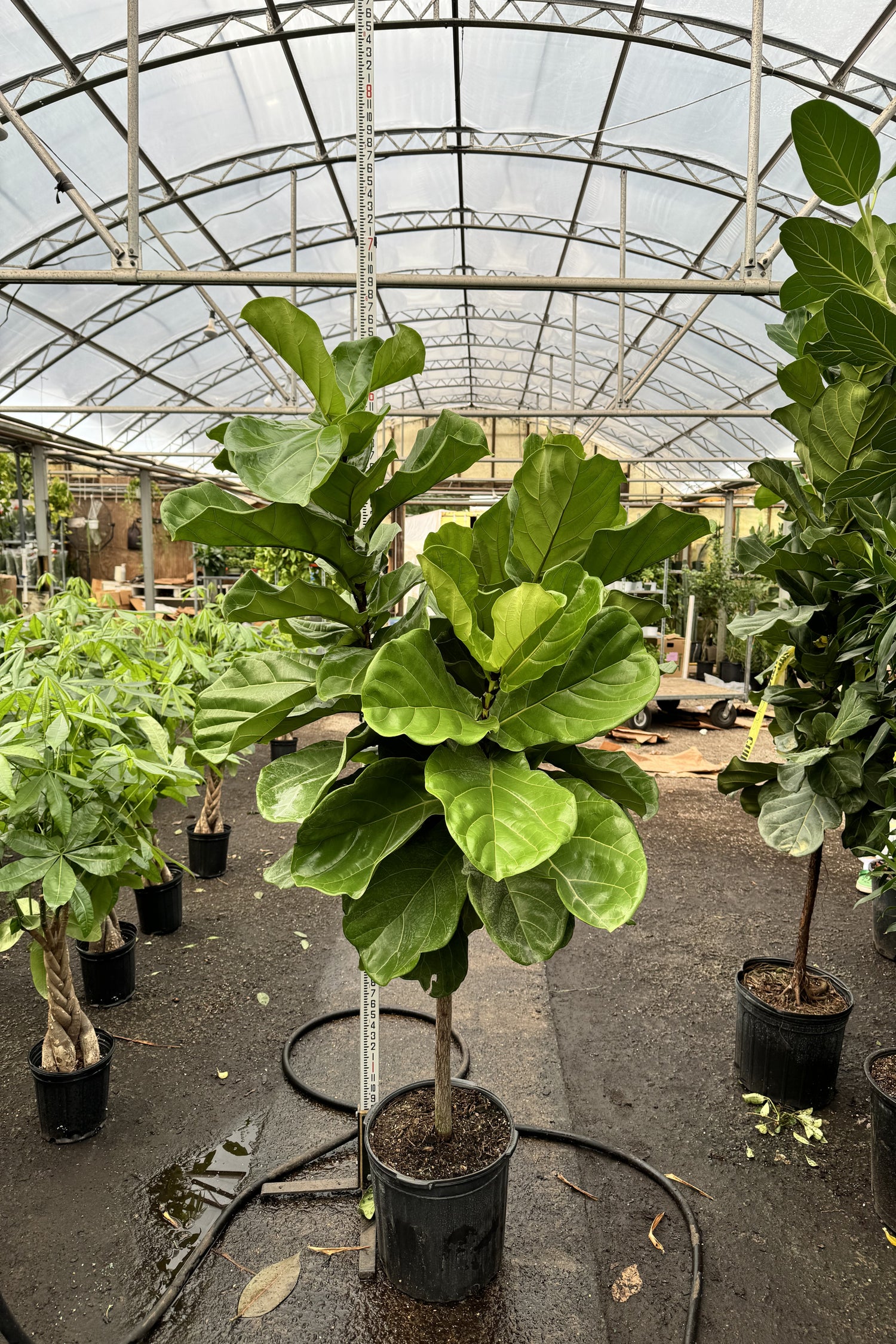 tall fiddle leaf fig tree real 6-8ft Fiddle Leaf Fig