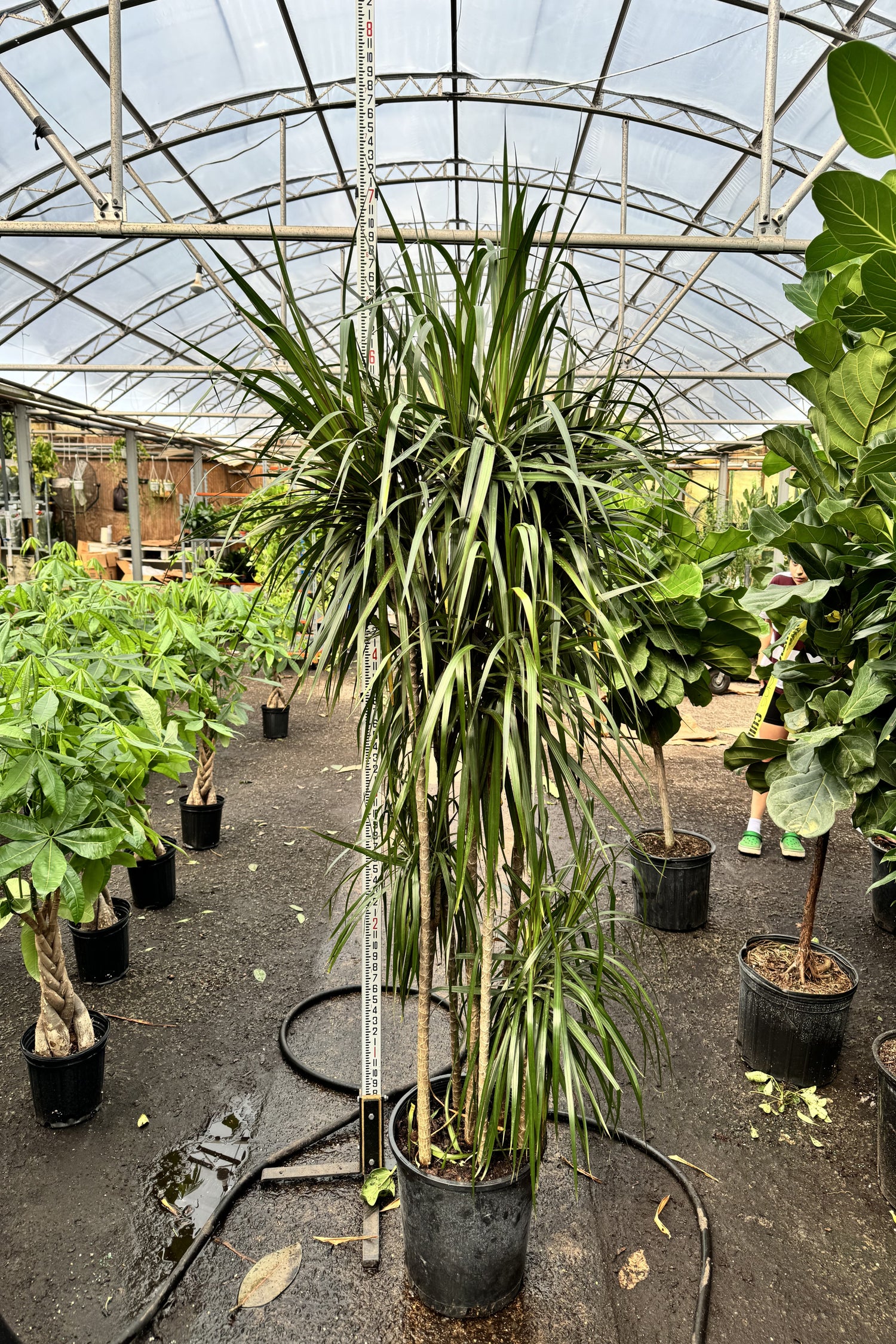 Large Dracaena Marginata | Pafe Plants