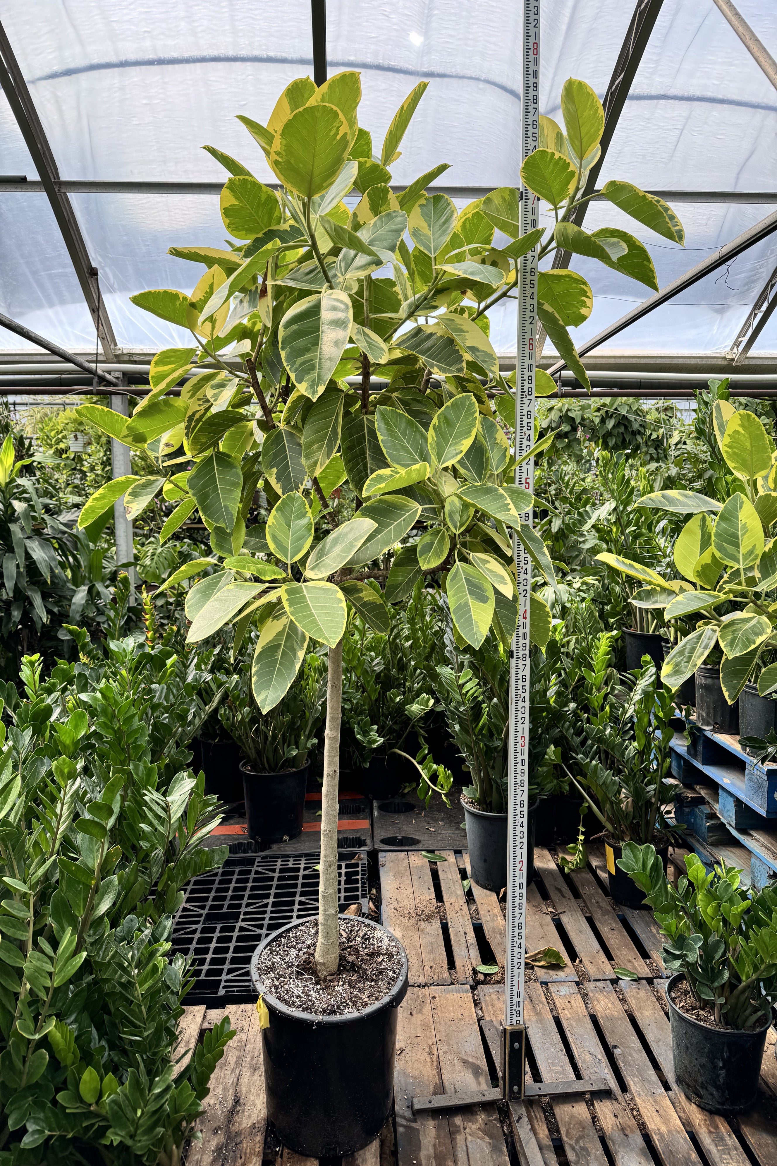 7-10FT Ficus 'Altissima' – Dahing Plants