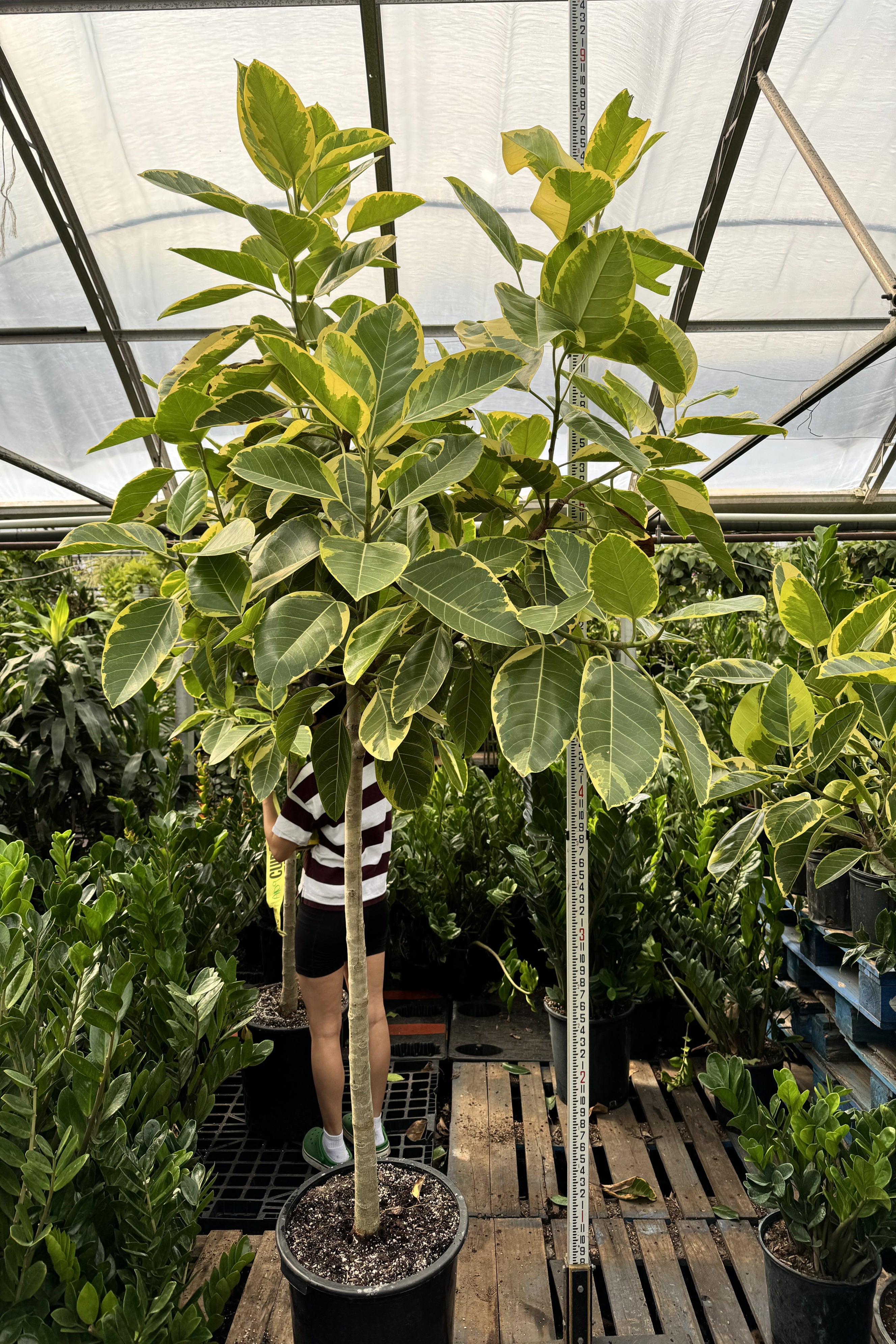 7-10FT Ficus 'Altissima' – Dahing Plants