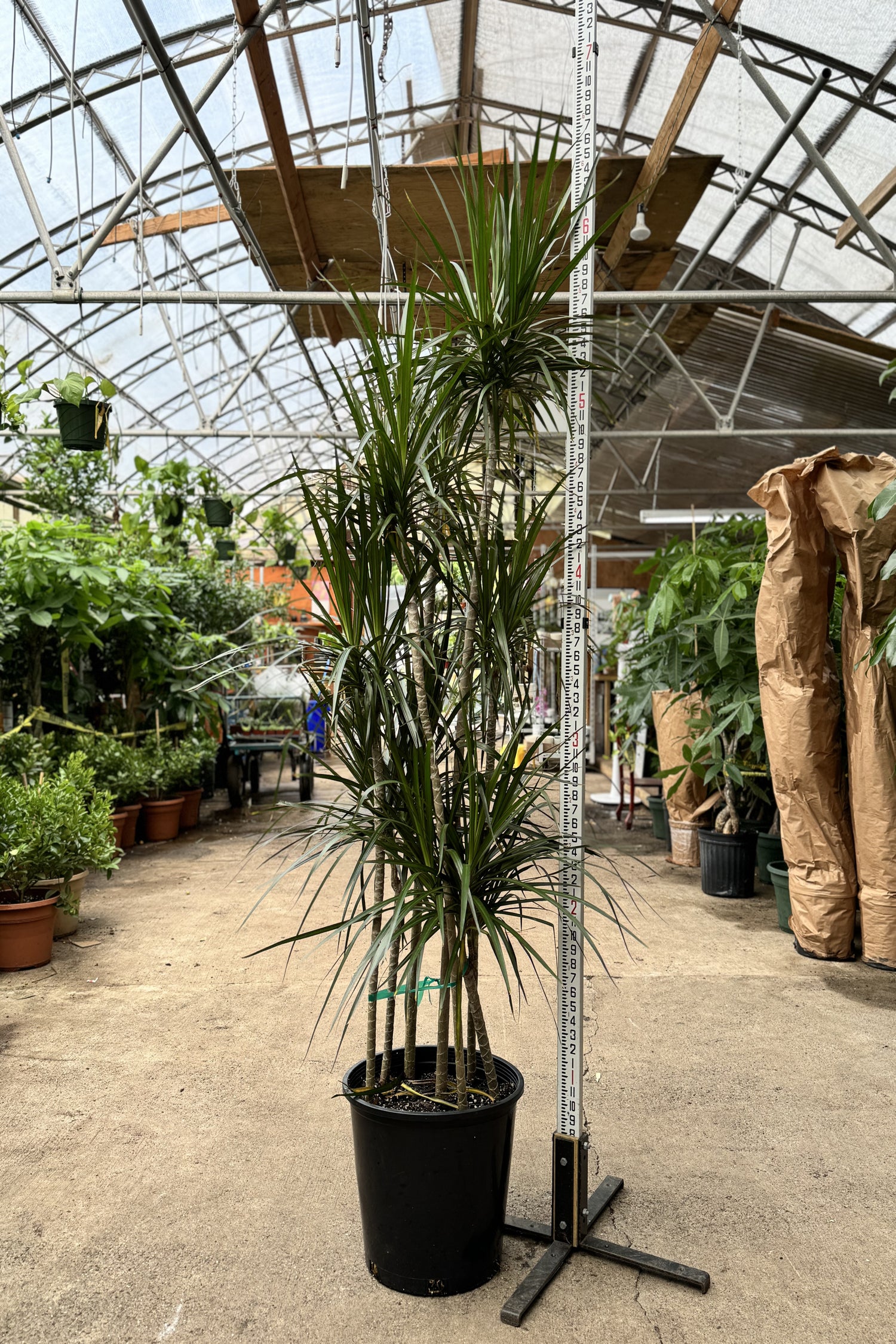 dracaena exterior Large Dracaena Marginata | Pafe Plants