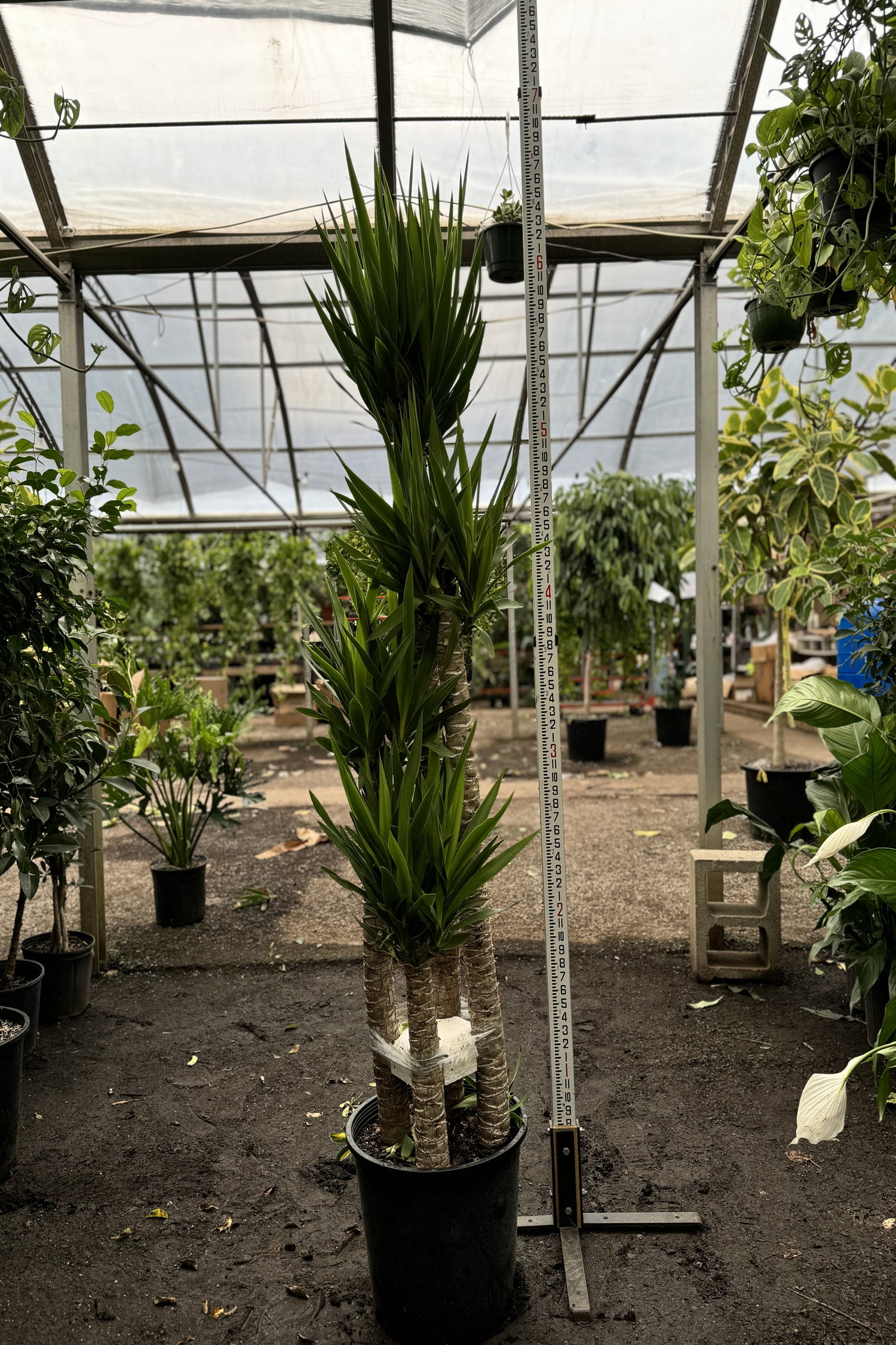 can yucca grow in shade Full Size Yucca Cane