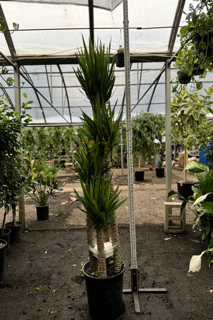 big yucca cane 6-8ft Yucca Cane – Dahing Plants