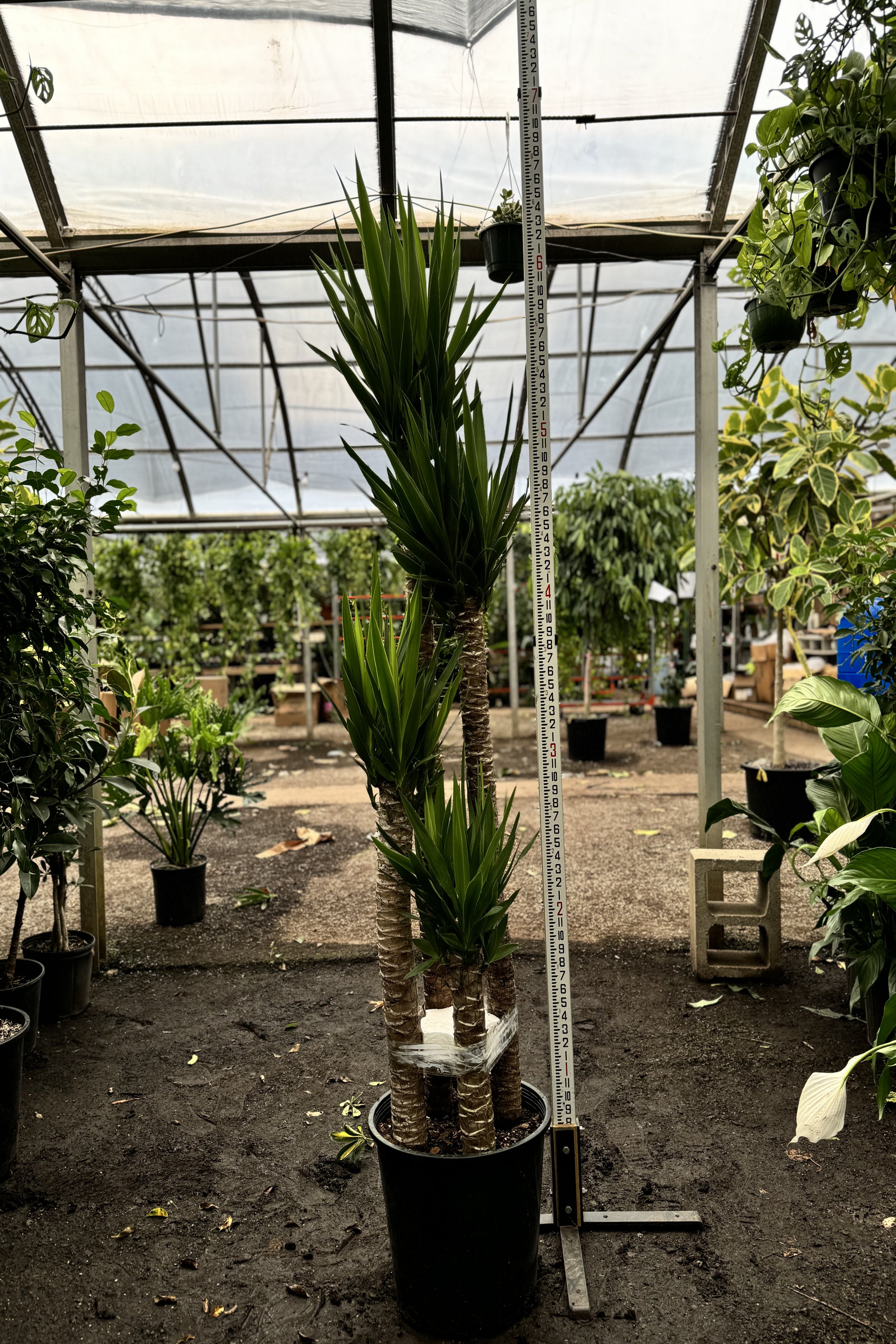 6-8ft Yucca Cane – Dahing Plants