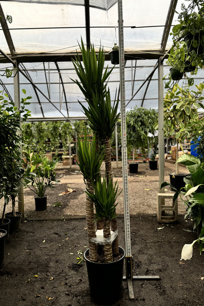 yucca cane plant height 6-8ft Yucca Cane – Dahing Plants