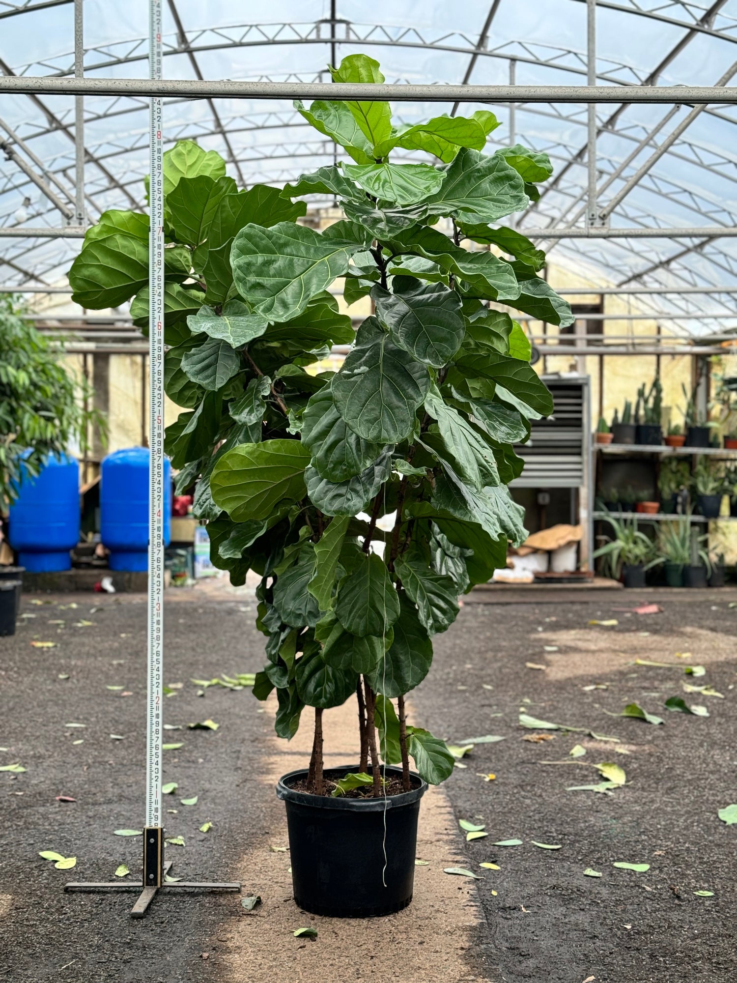 large real fiddle leaf fig tree Huge Fiddle Leaf Fig