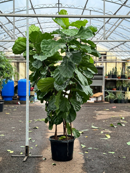 where to buy large fiddle leaf fig tree Buy Huge Fiddle Leaf Fig Online | Large Indoor Plant