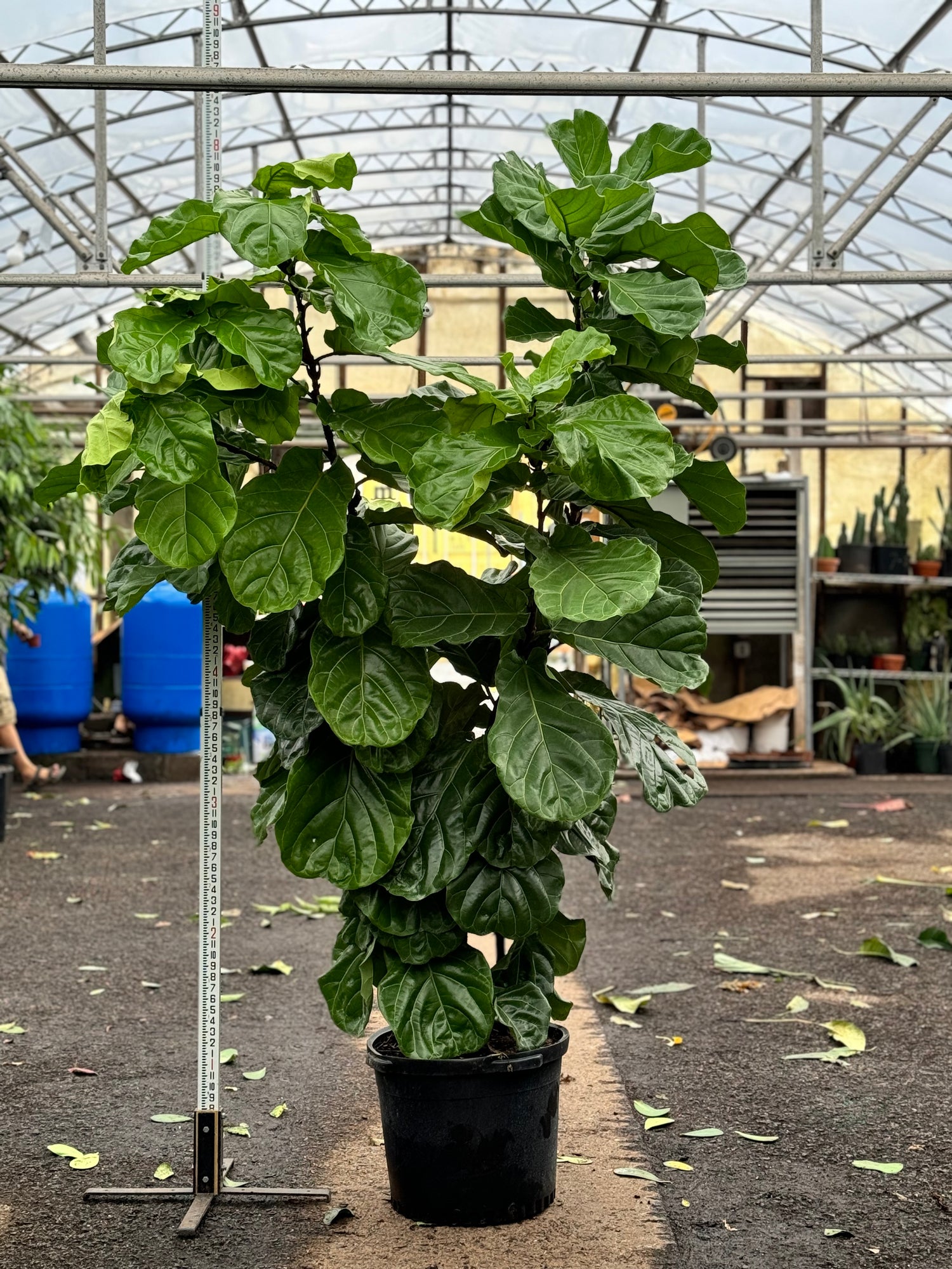 xl fiddle leaf fig tree Buy Huge Fiddle Leaf Fig Online | Large Indoor Plant