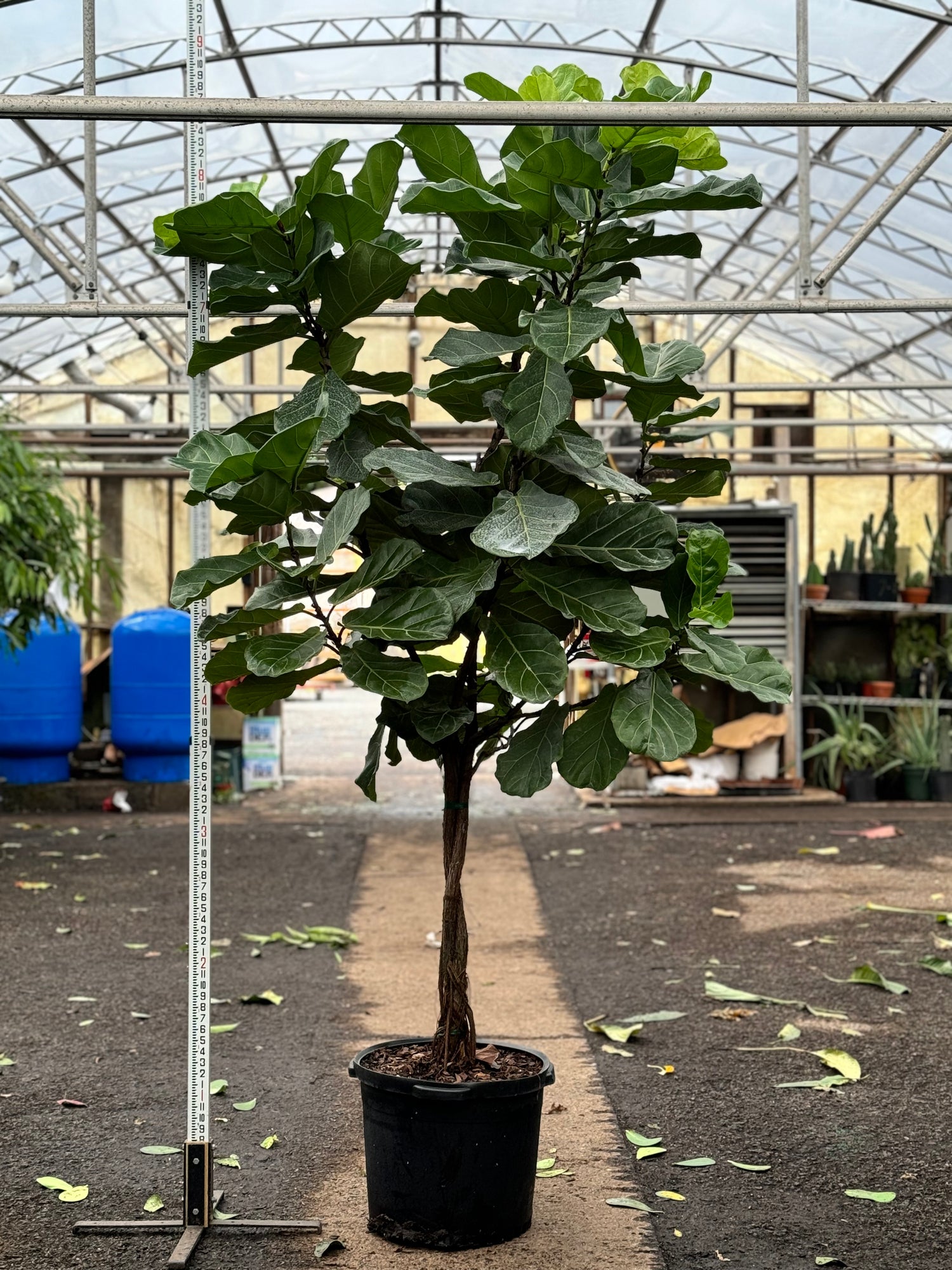 fiddle leaf fig large tree Huge Fiddle Leaf Fig