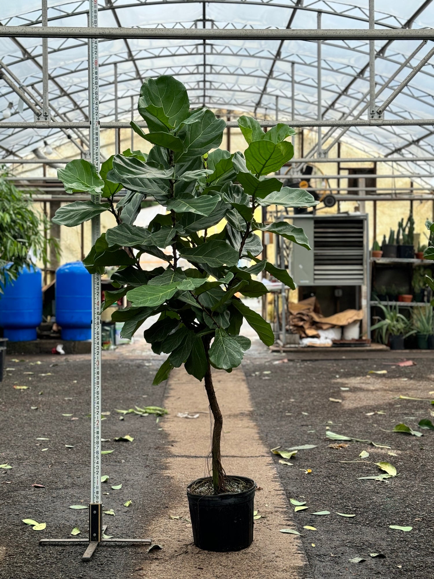 nursery fiddle leaf fig 6-8ft Fiddle Leaf Fig