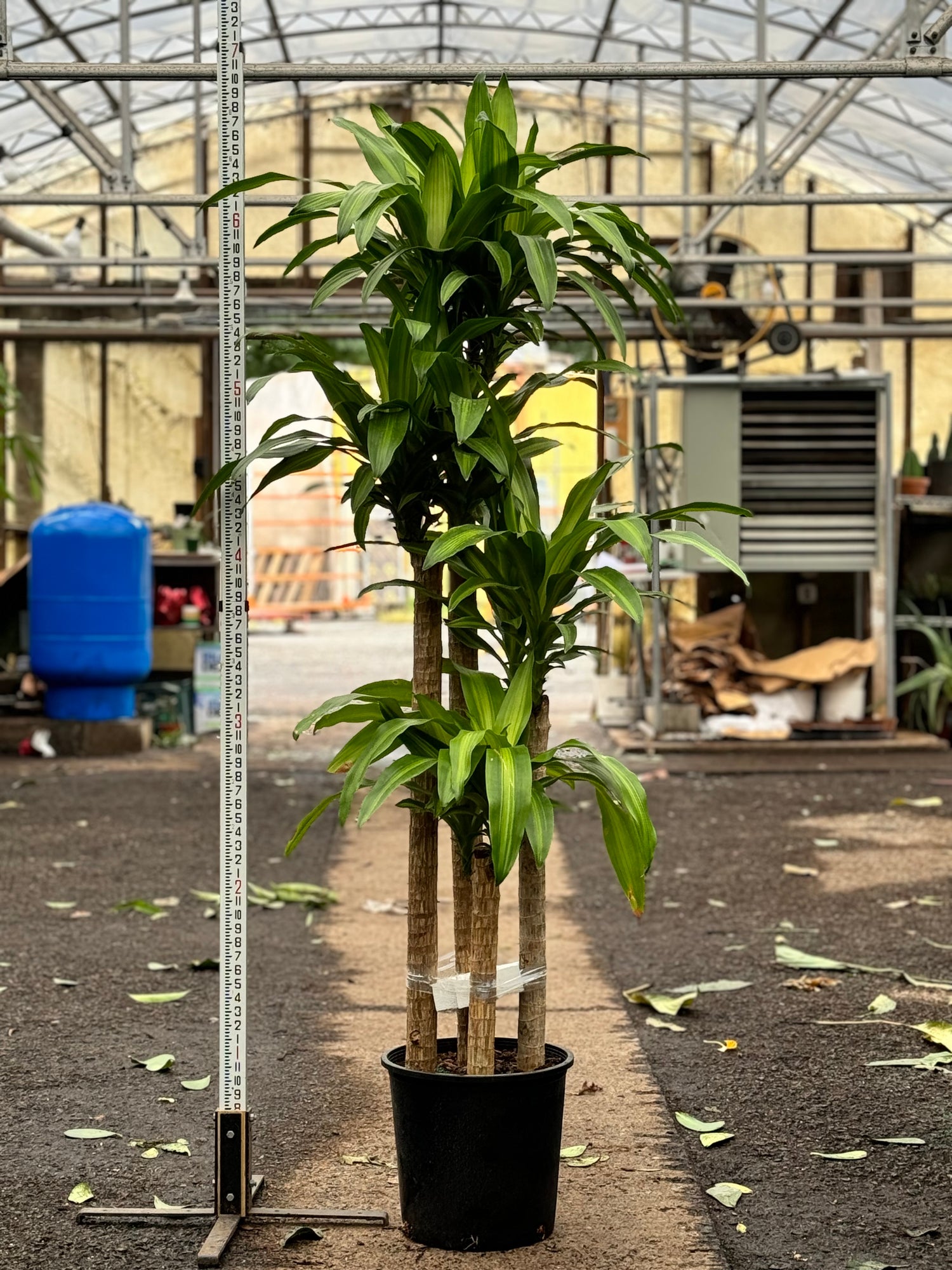 cane plant pot 6-8ft Mass Cane – Dahing Plants