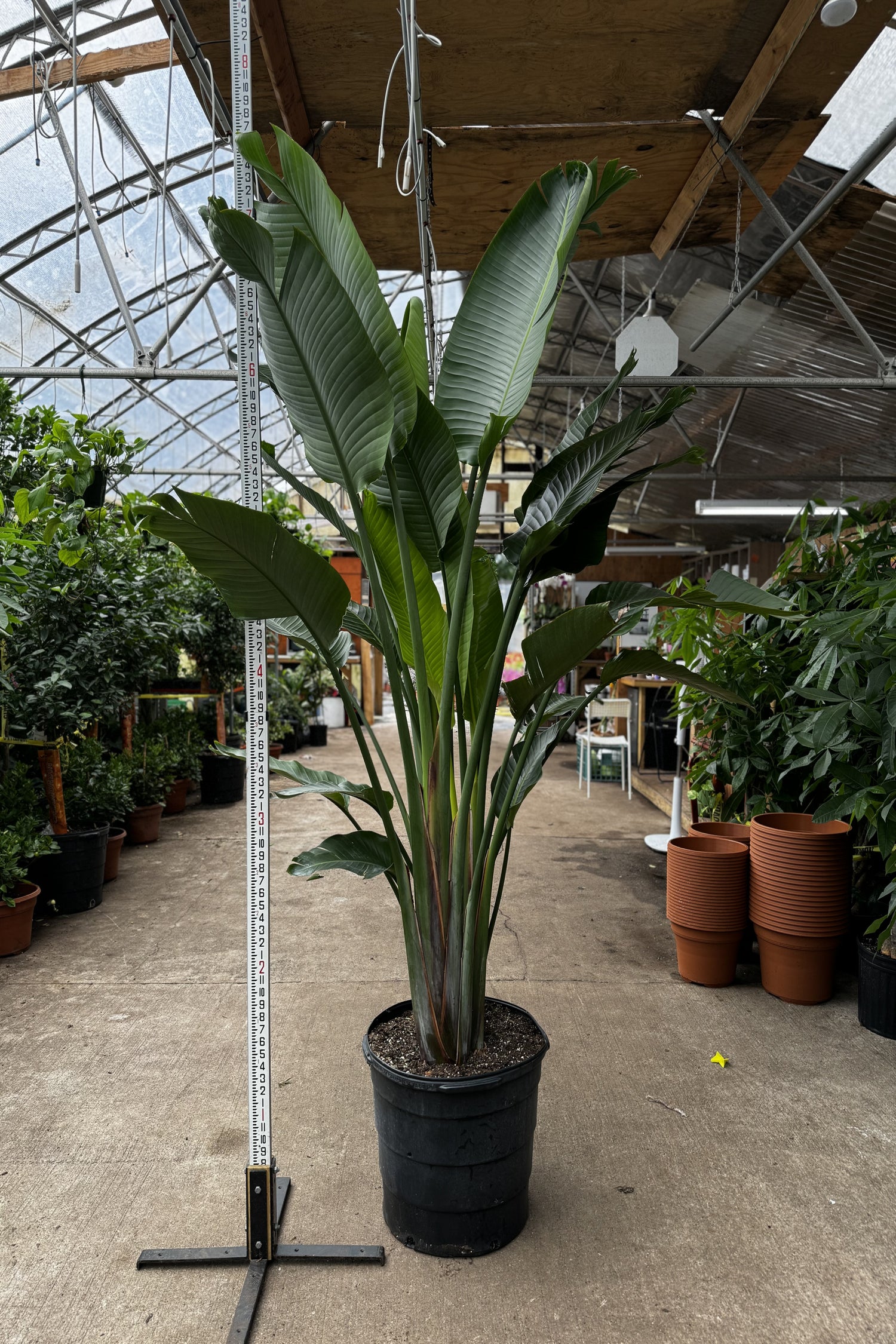 bird of paradise plant indoor pot size Buy Huge Bird of Paradise Online | Large Indoor Plant