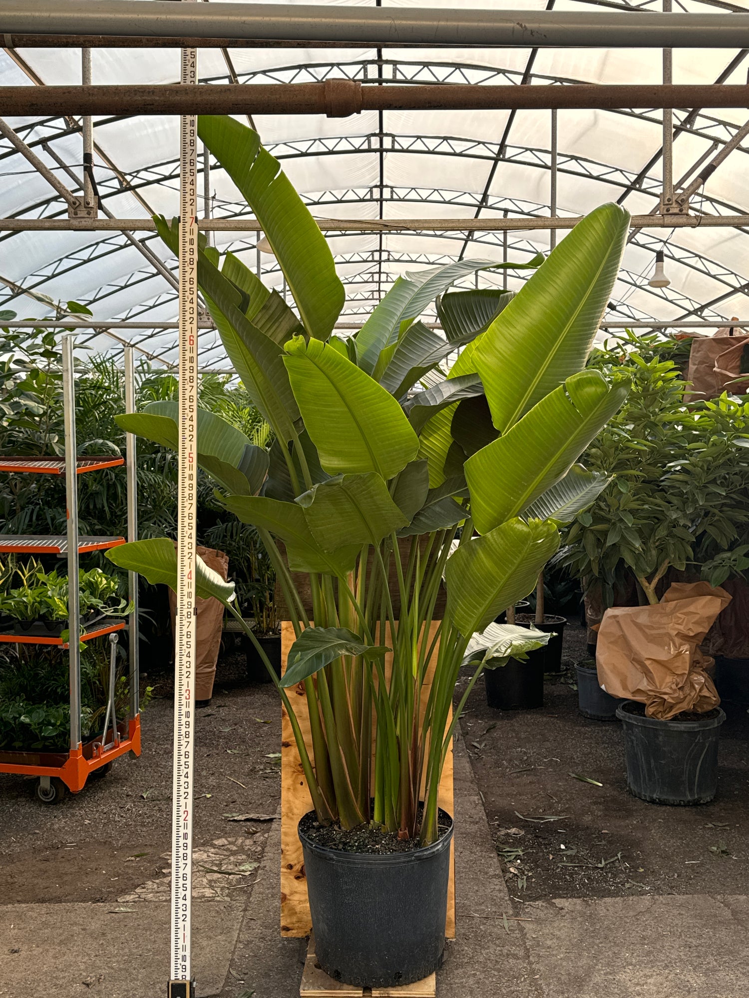 large birds of paradise indoor plant Buy Huge Bird of Paradise Online | Large Indoor Plant
